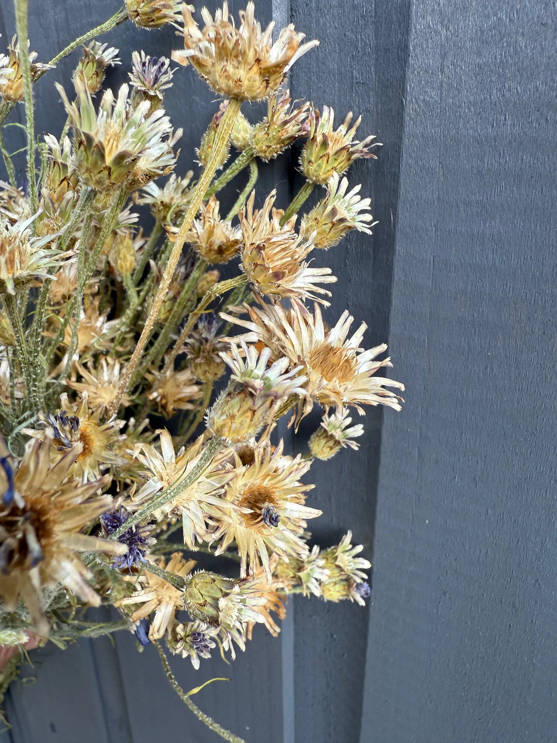 Cornflower Dried - REGN