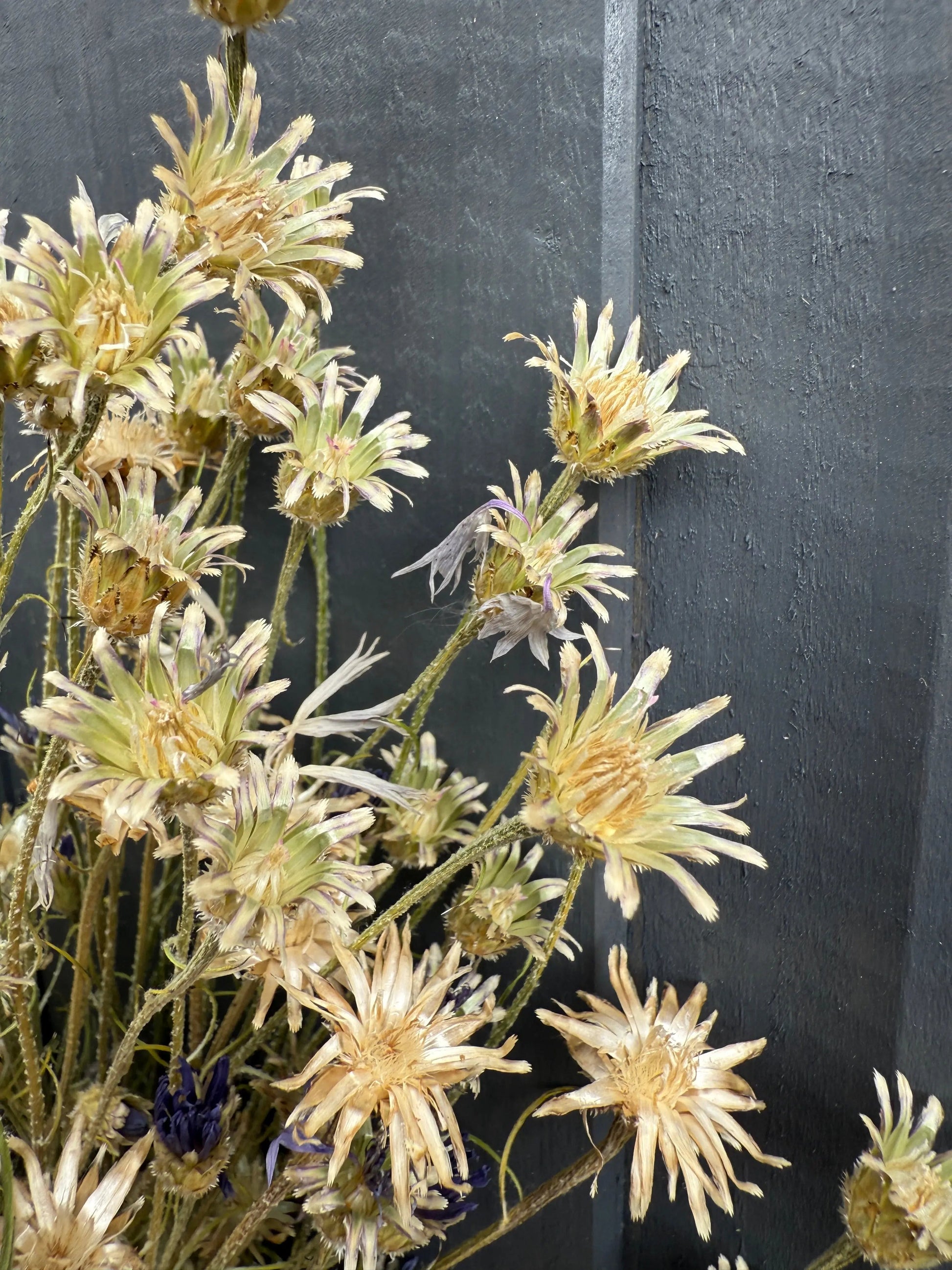Cornflower Dried - REGN
