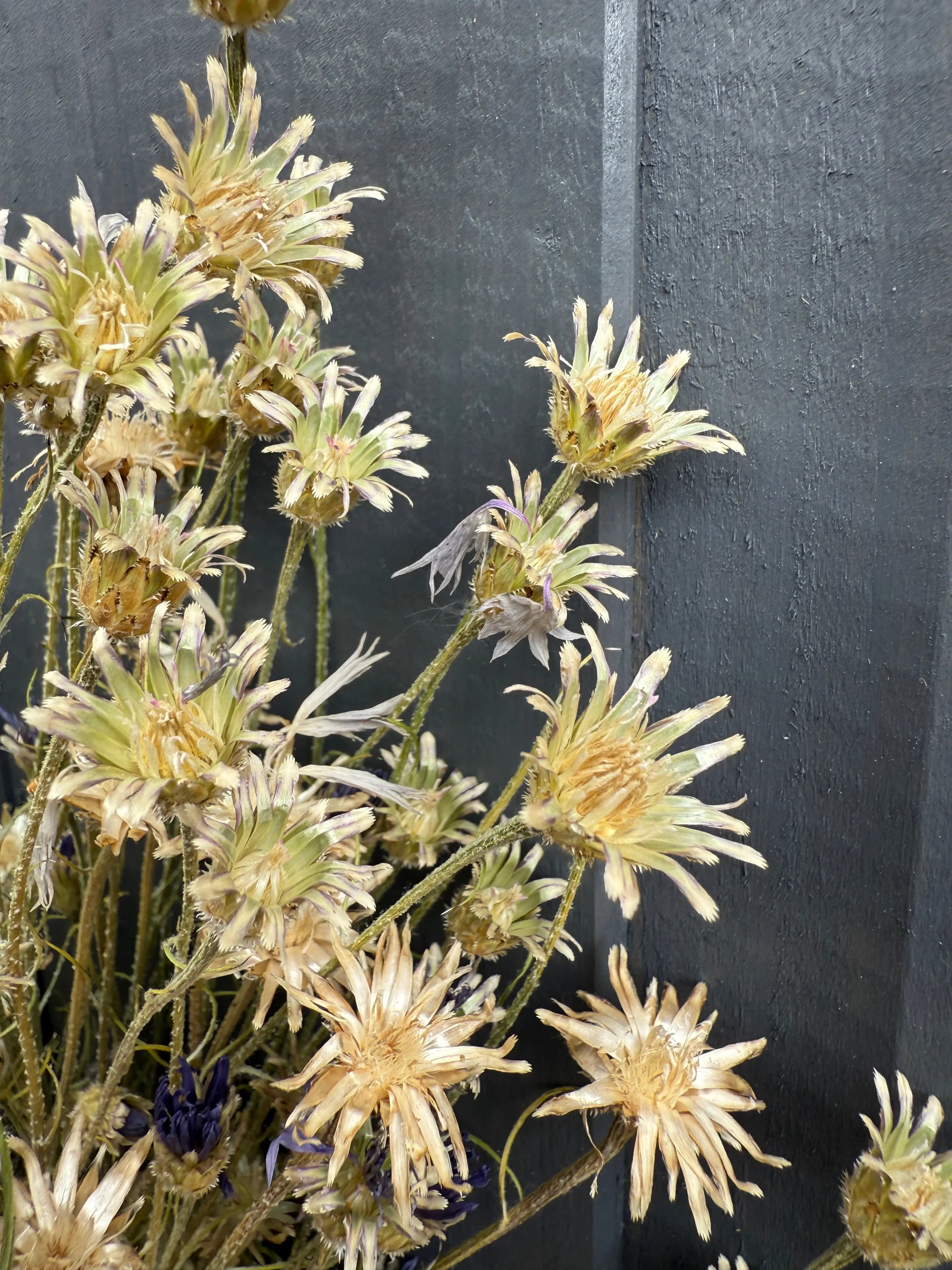 Cornflower Dried - REGN