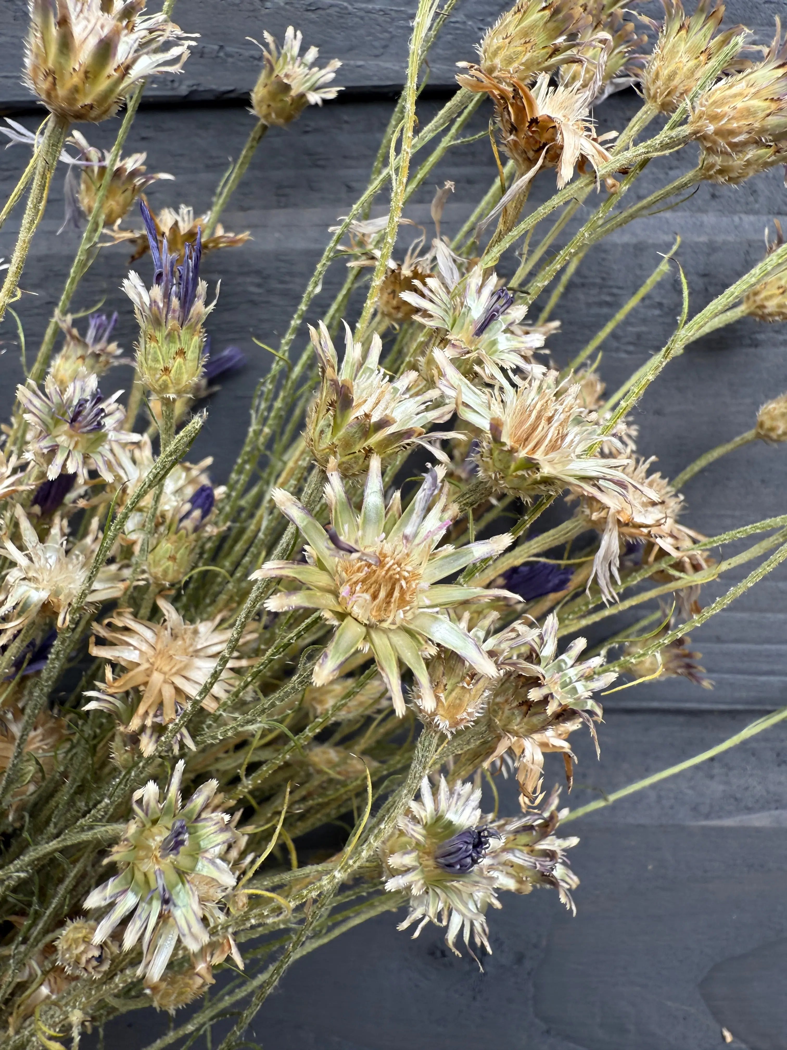 Cornflower Dried - REGN