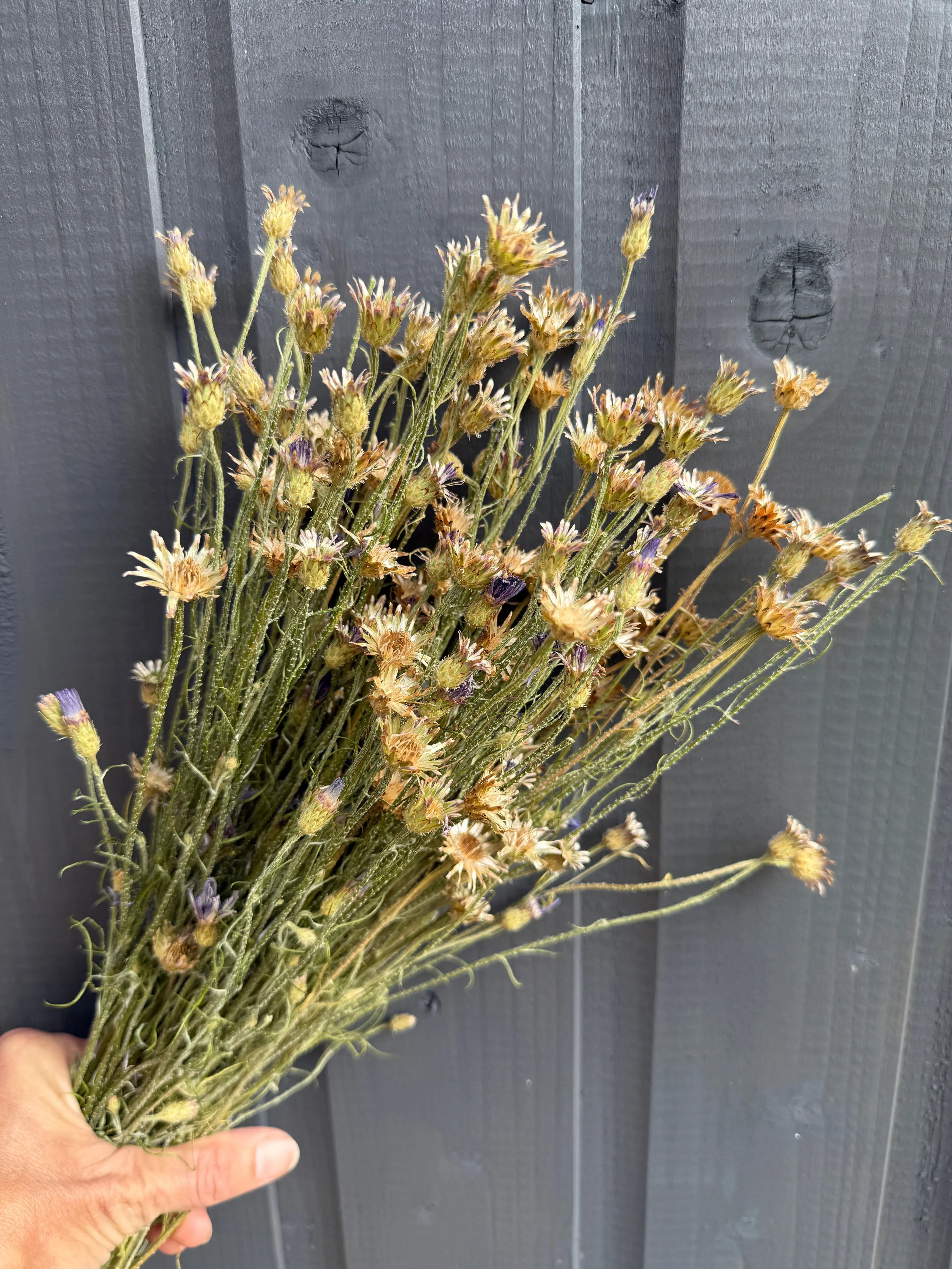 Cornflower Dried - REGN