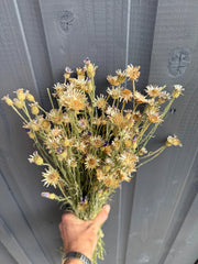 Cornflower Dried - REGN