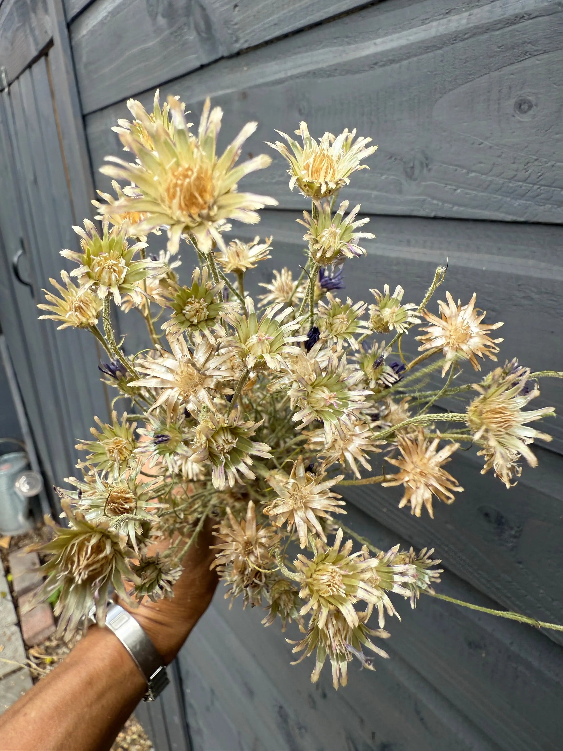 Cornflower Dried - REGN
