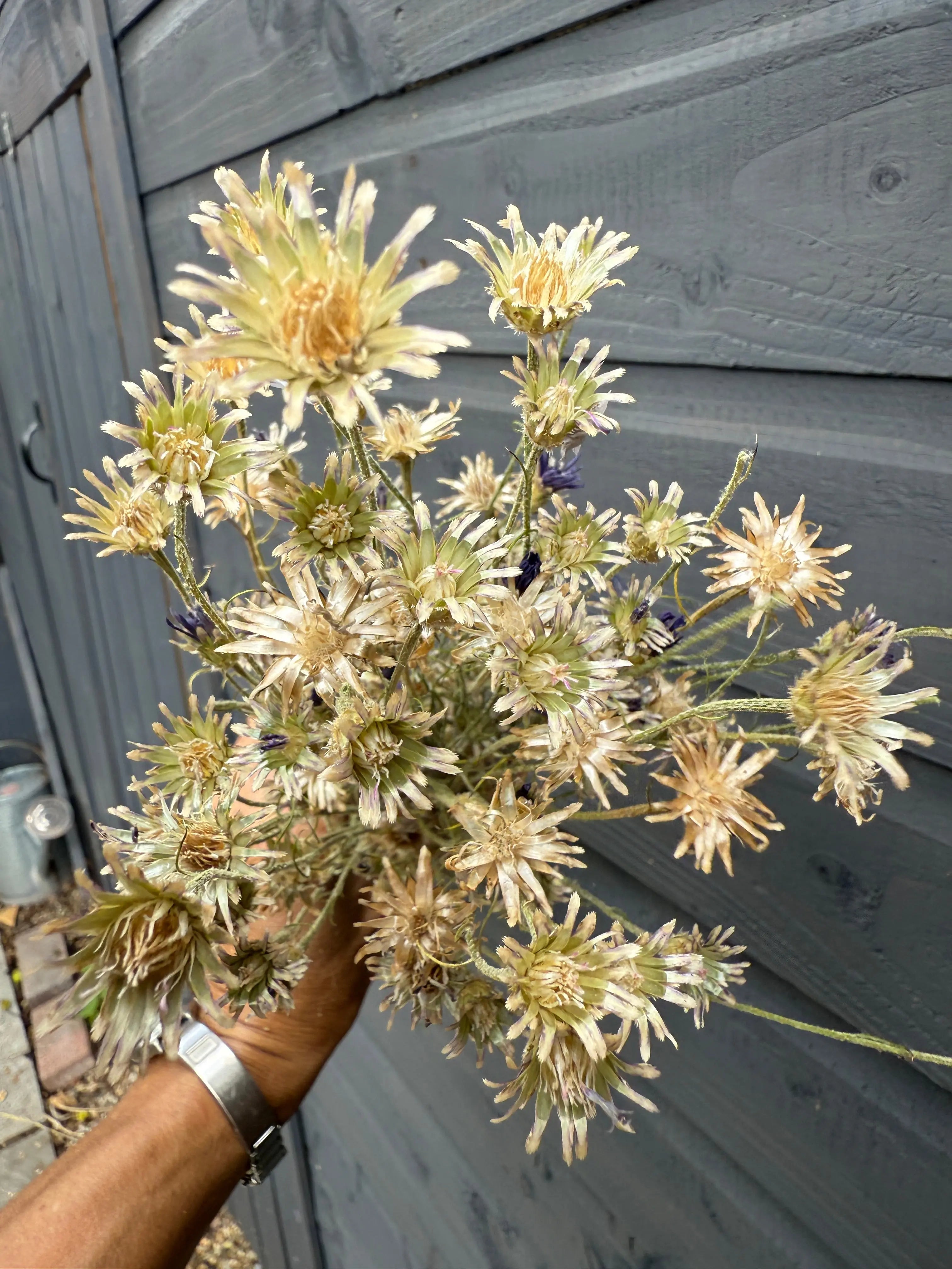 Cornflower Dried - REGN