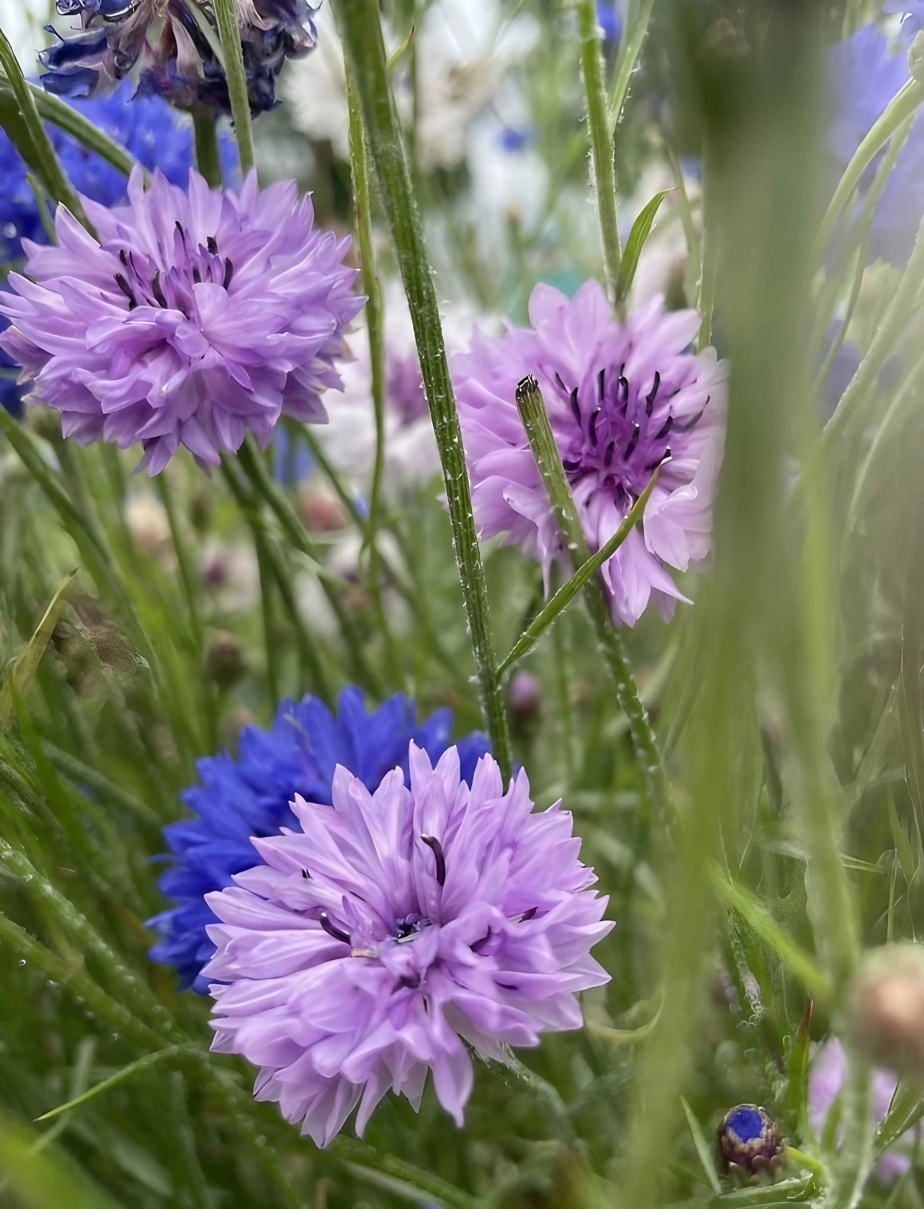 Cornflower Mauve Boy - REGN