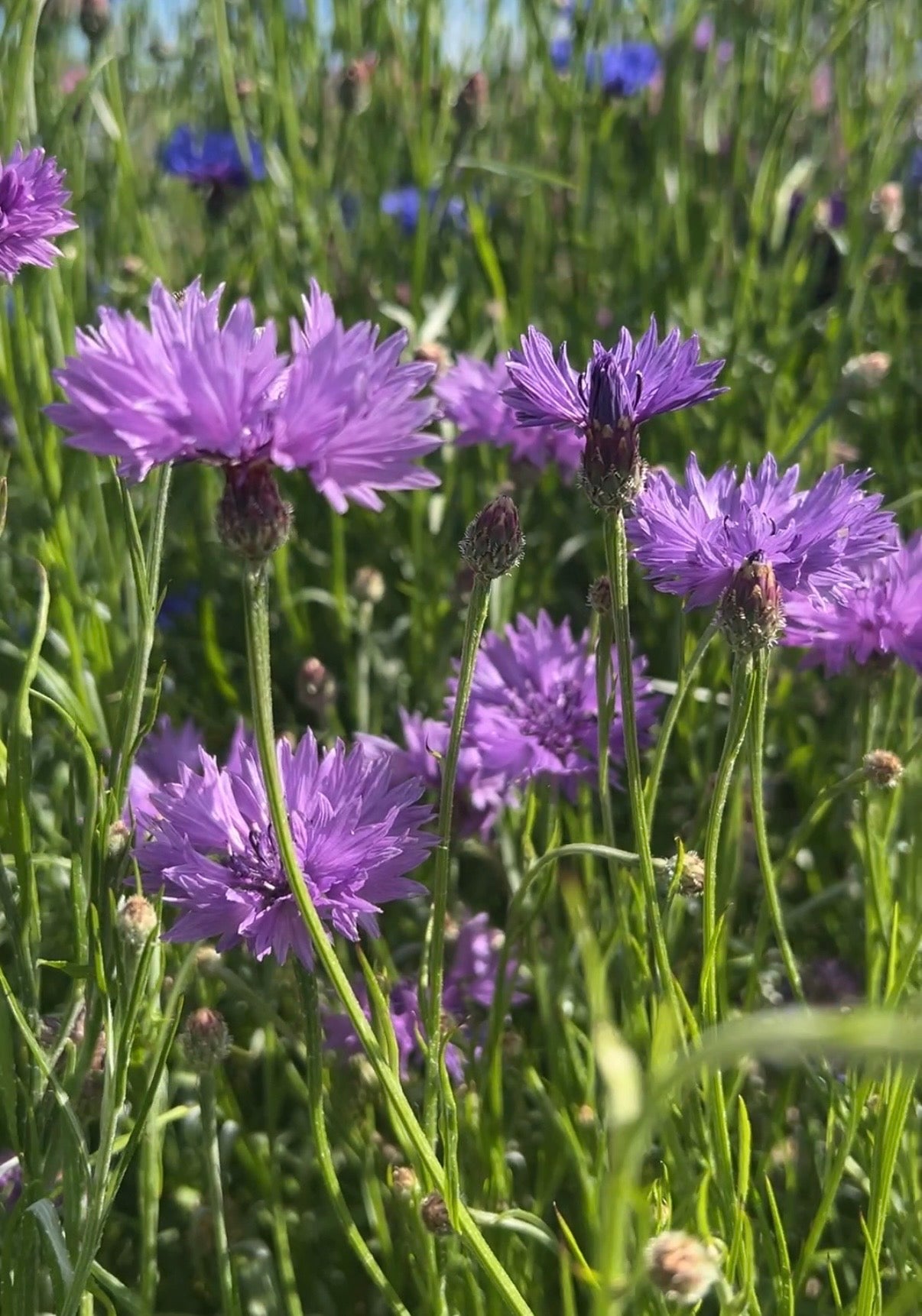 Cornflower Mauve Boy - REGN