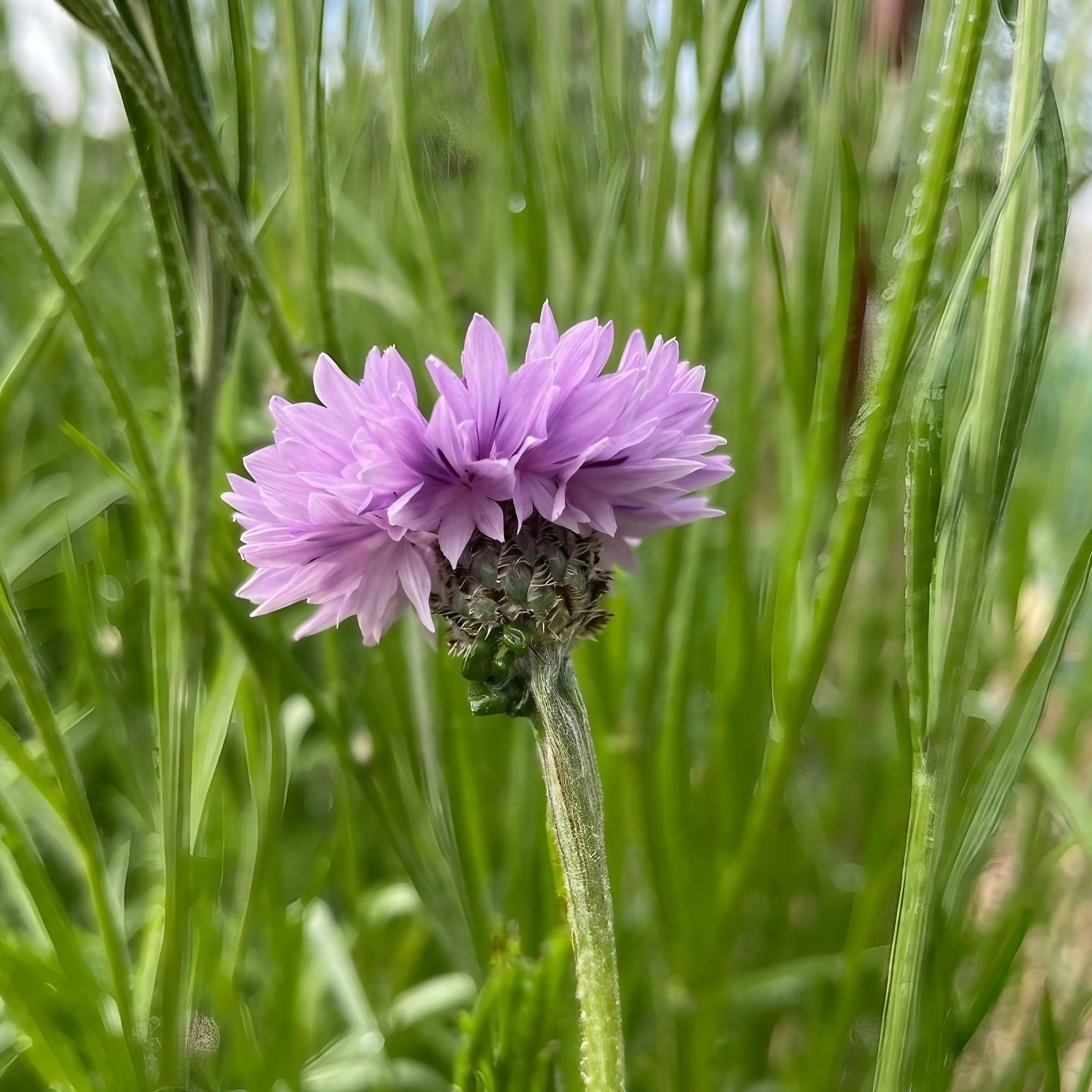Cornflower Mauve Boy - REGN