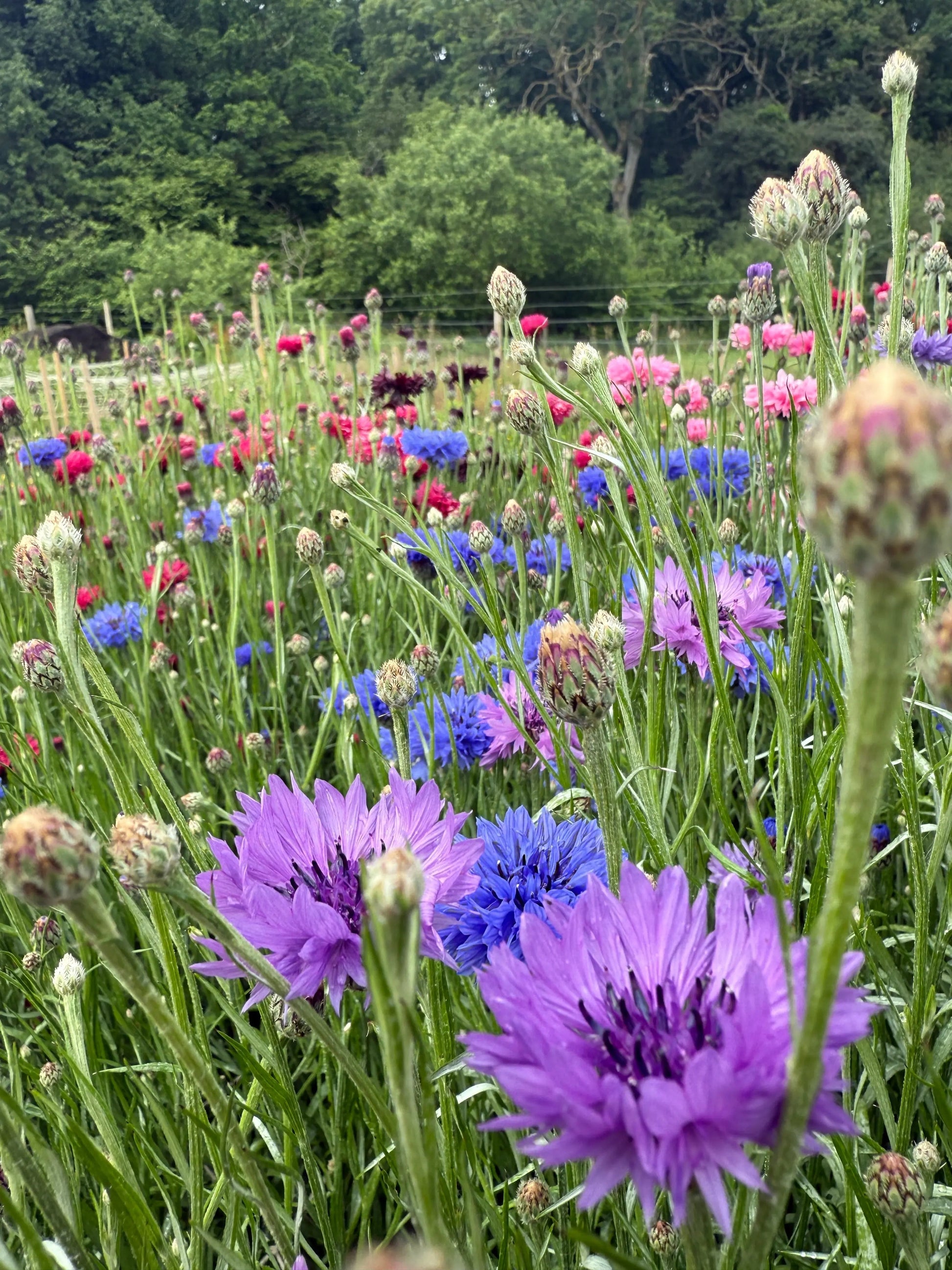 Cornflower Mauve Boy - REGN