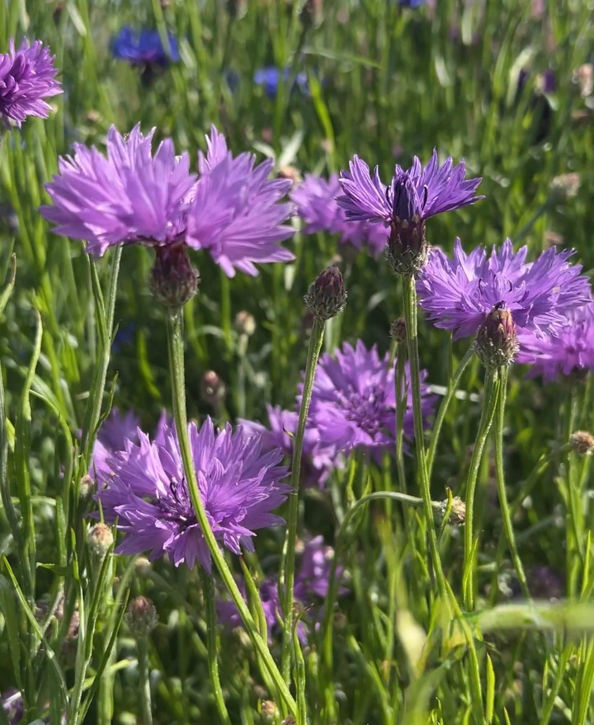 Cornflower Mauve Boy - REGN