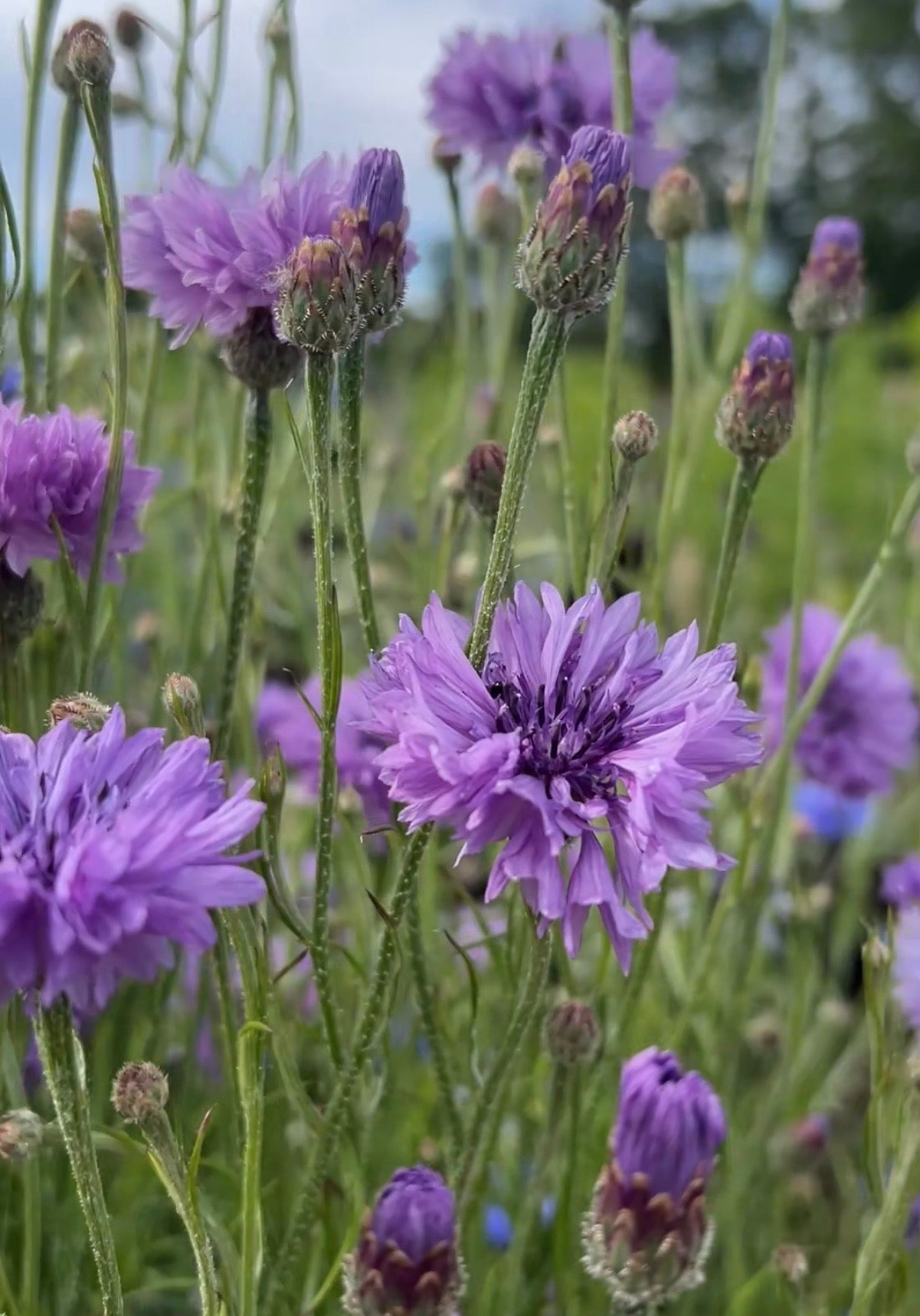 Cornflower Mauve Boy - REGN