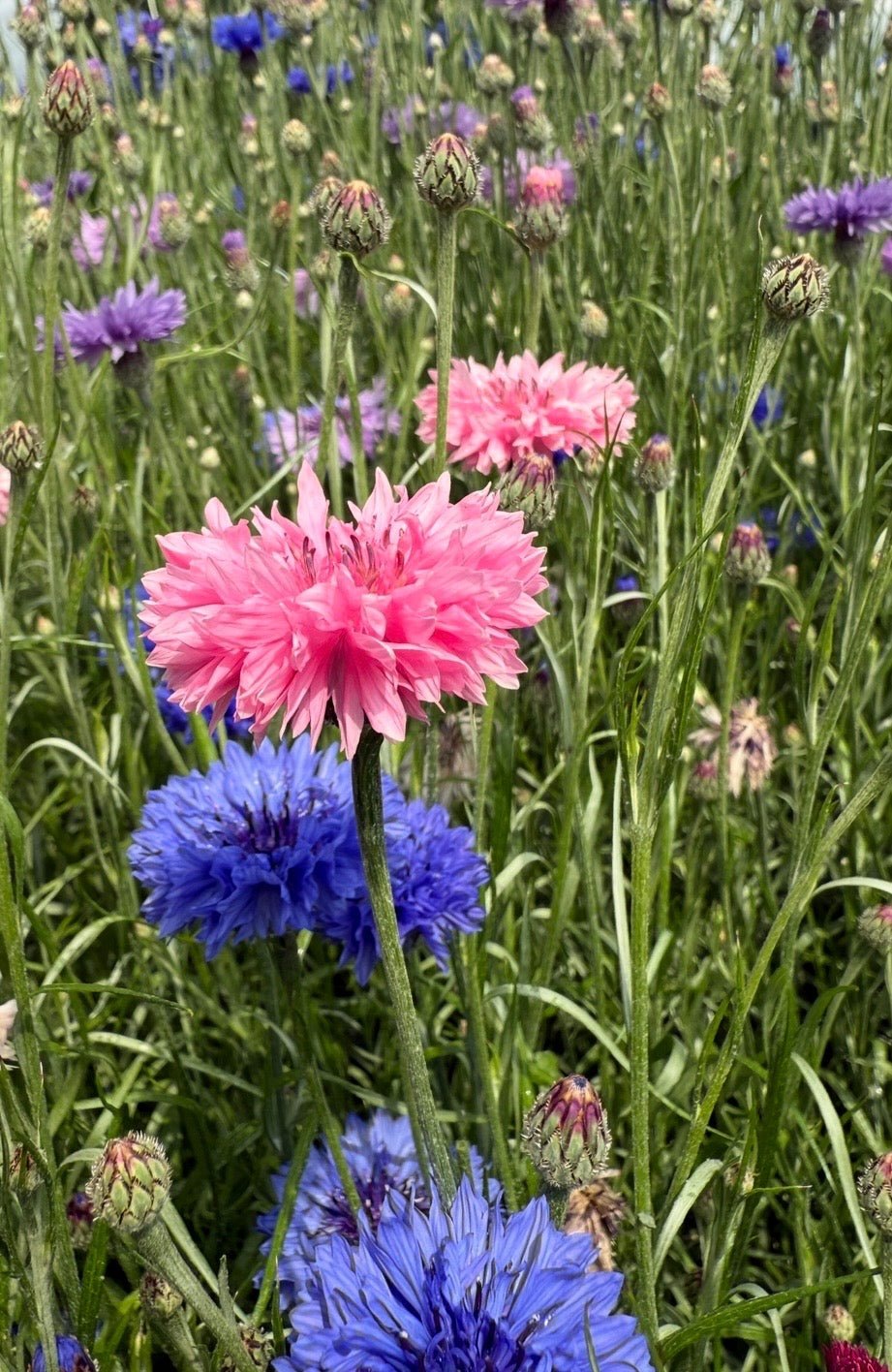 Cornflower Pink Ball - REGN