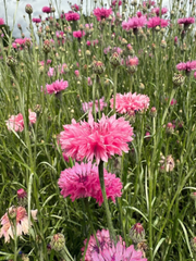 Cornflower Pink Ball - REGN