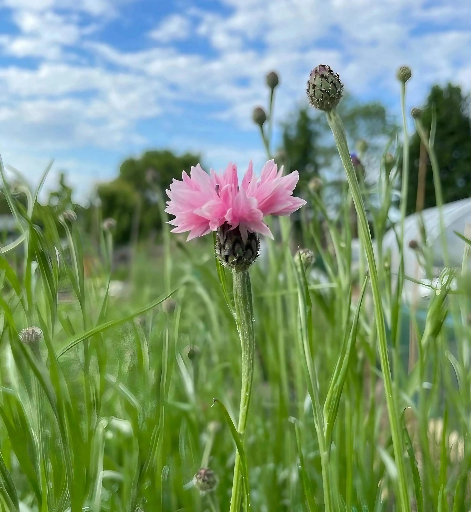 Cornflower Pink Ball - REGN