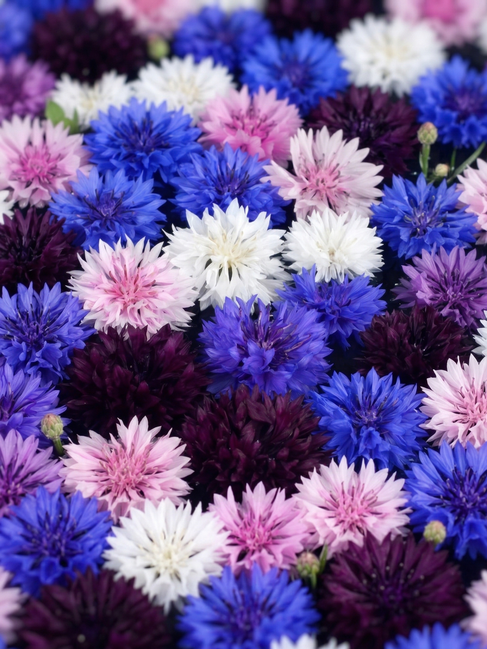 Cornflower Polka Dot Mixed - REGN