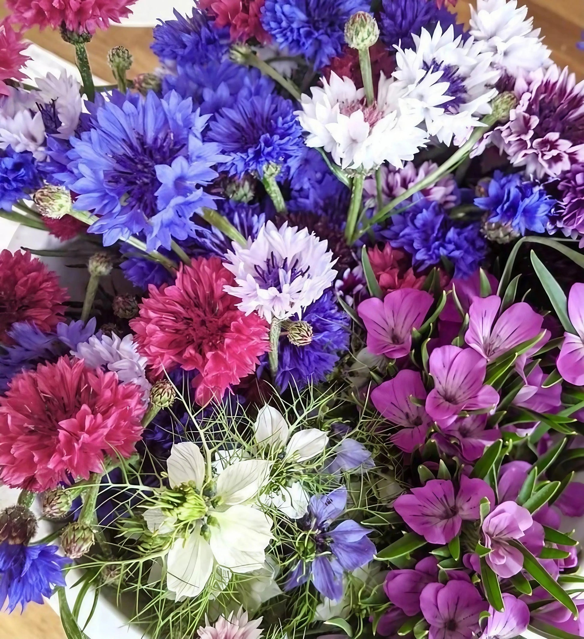 Cornflower Polka Dot Mixed - REGN