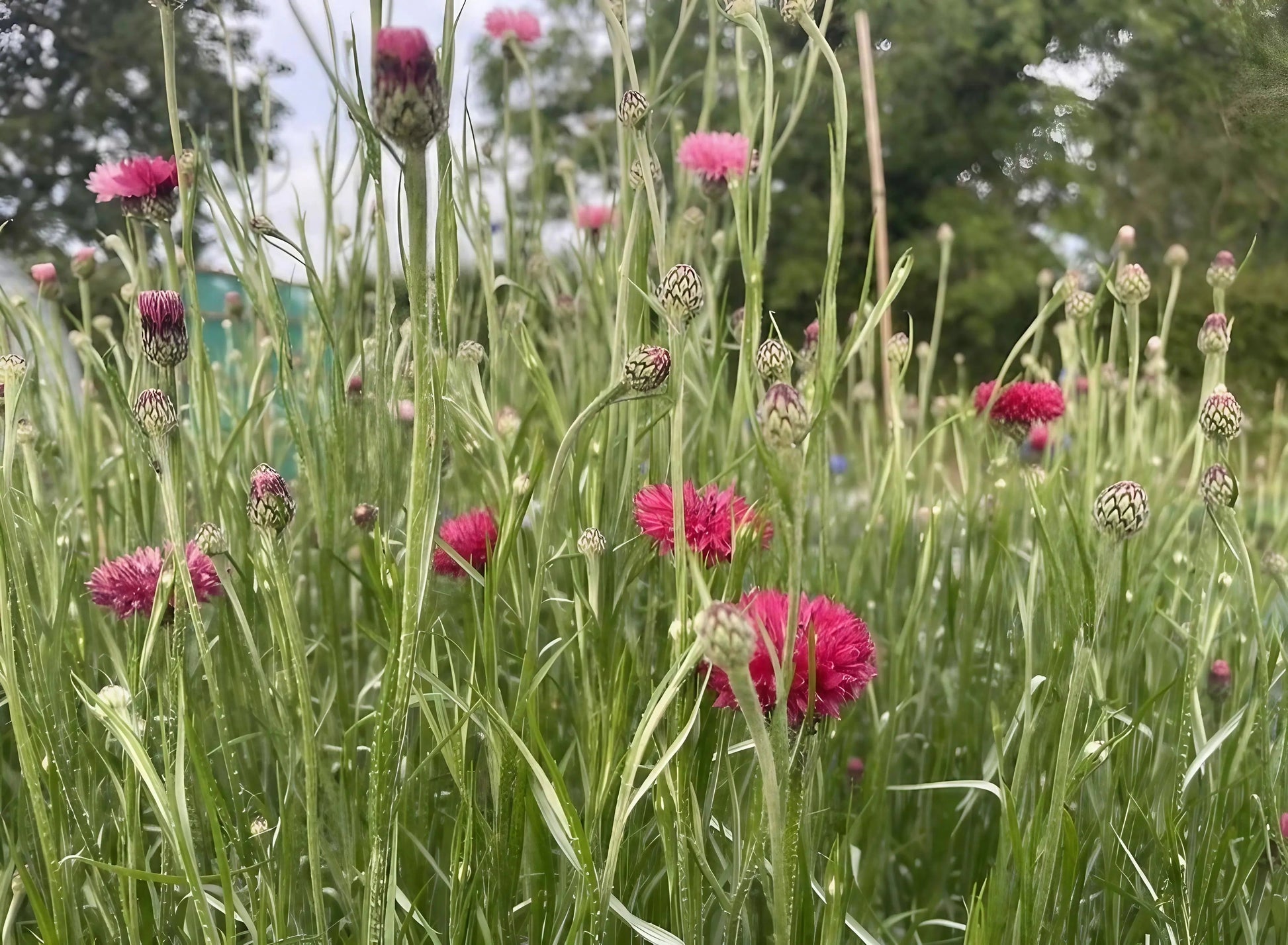 Cornflower Red Boy - REGN