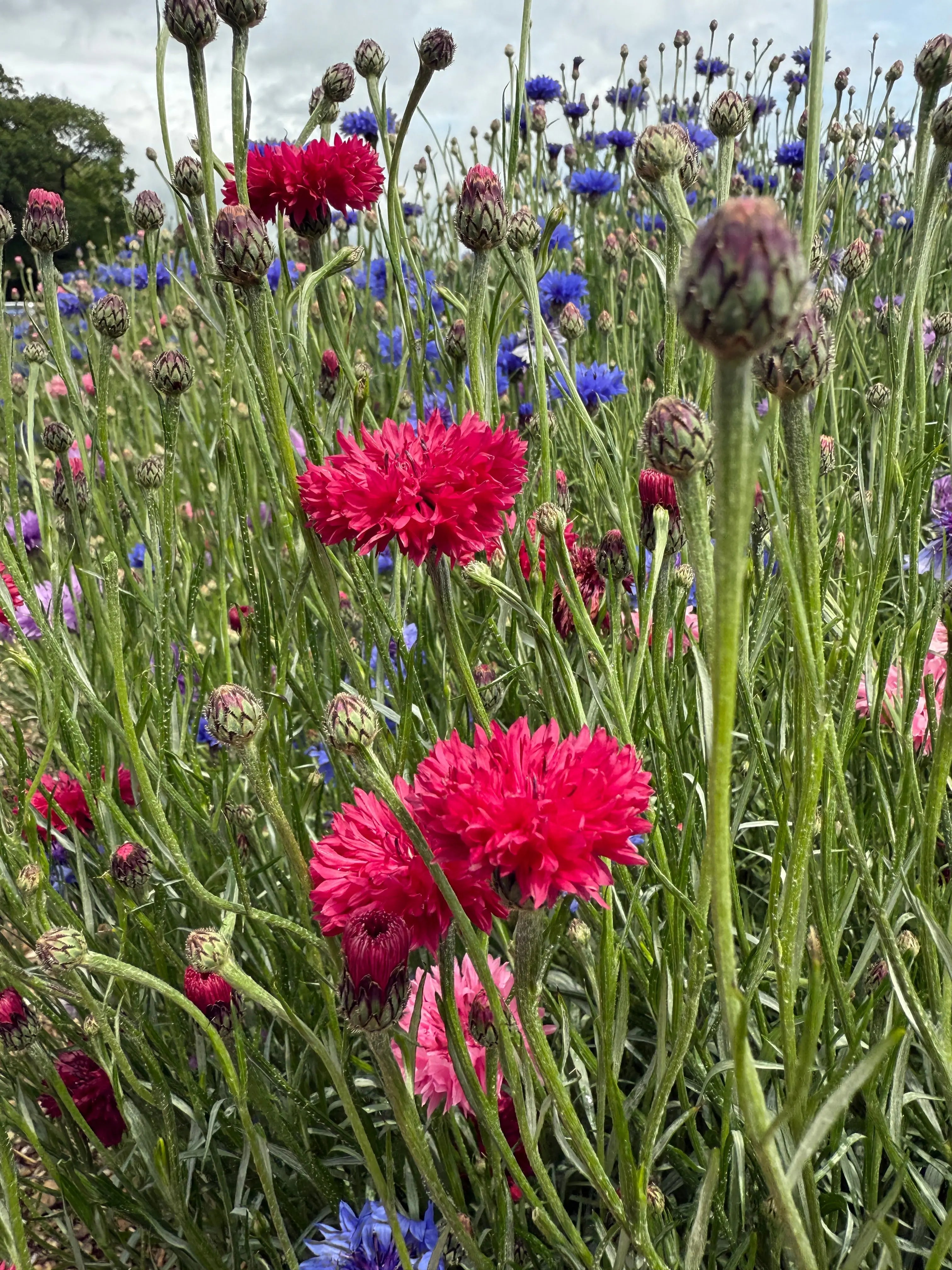 Cornflower Red Boy - REGN