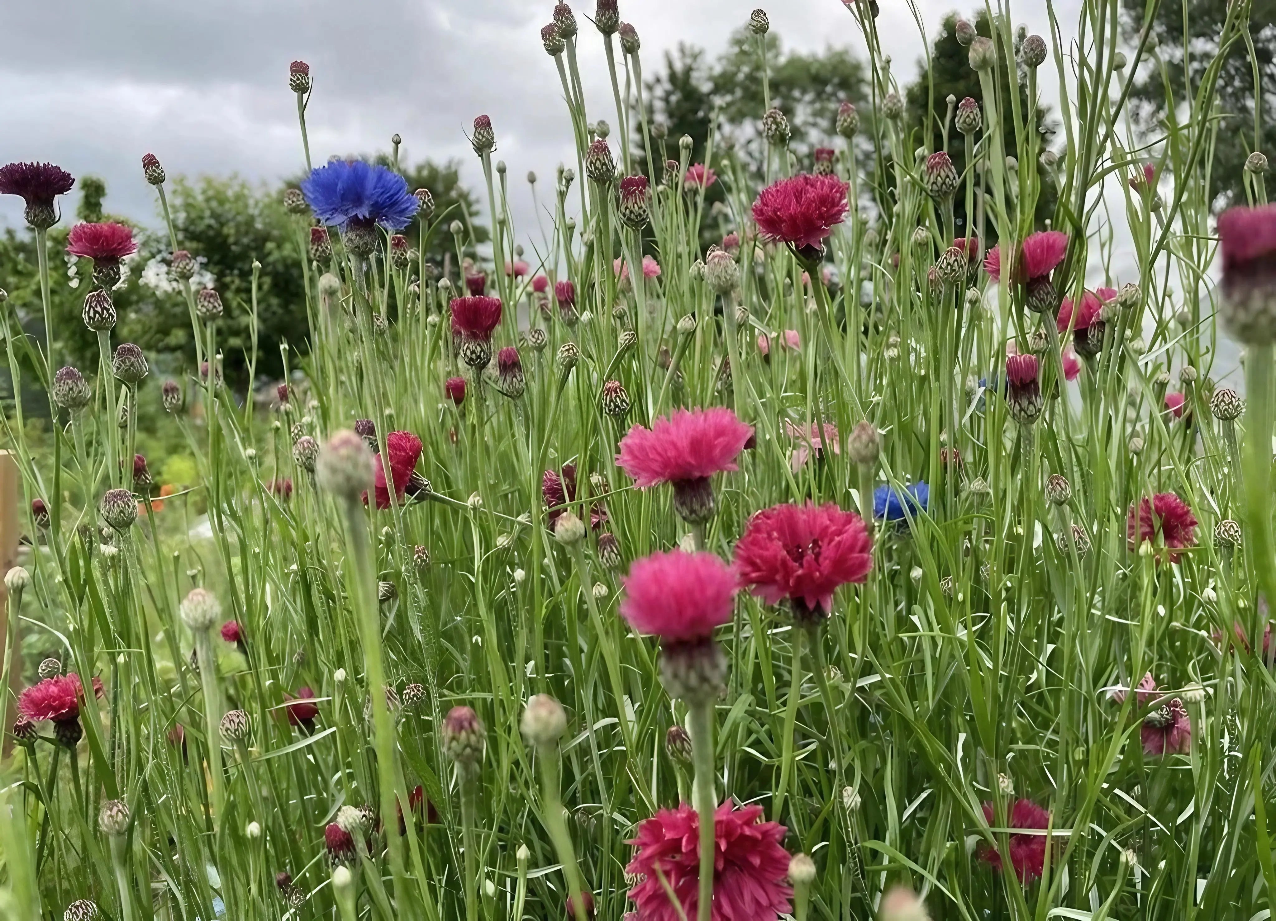 Cornflower Red Boy - REGN