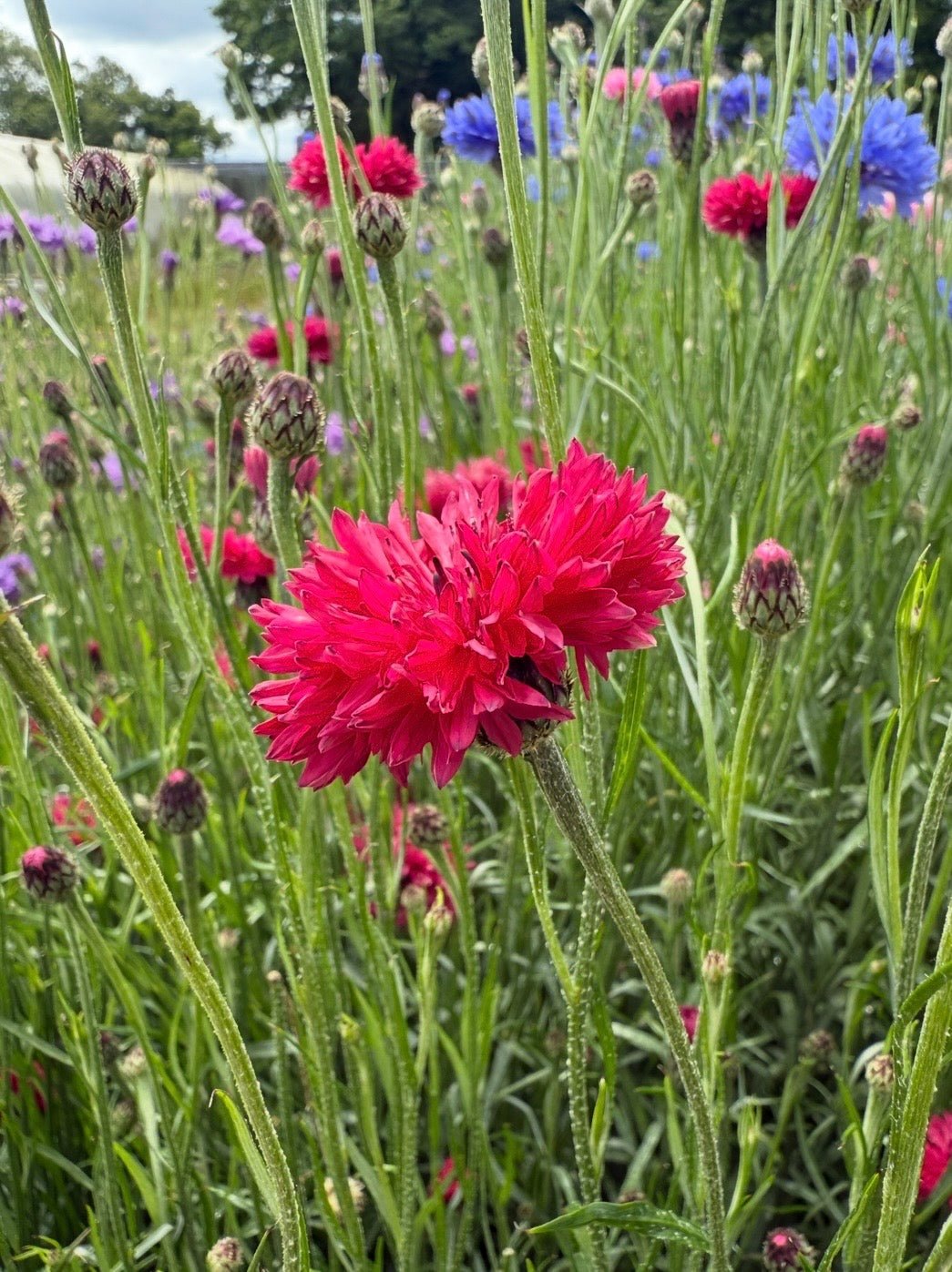 Cornflower Red Boy - REGN