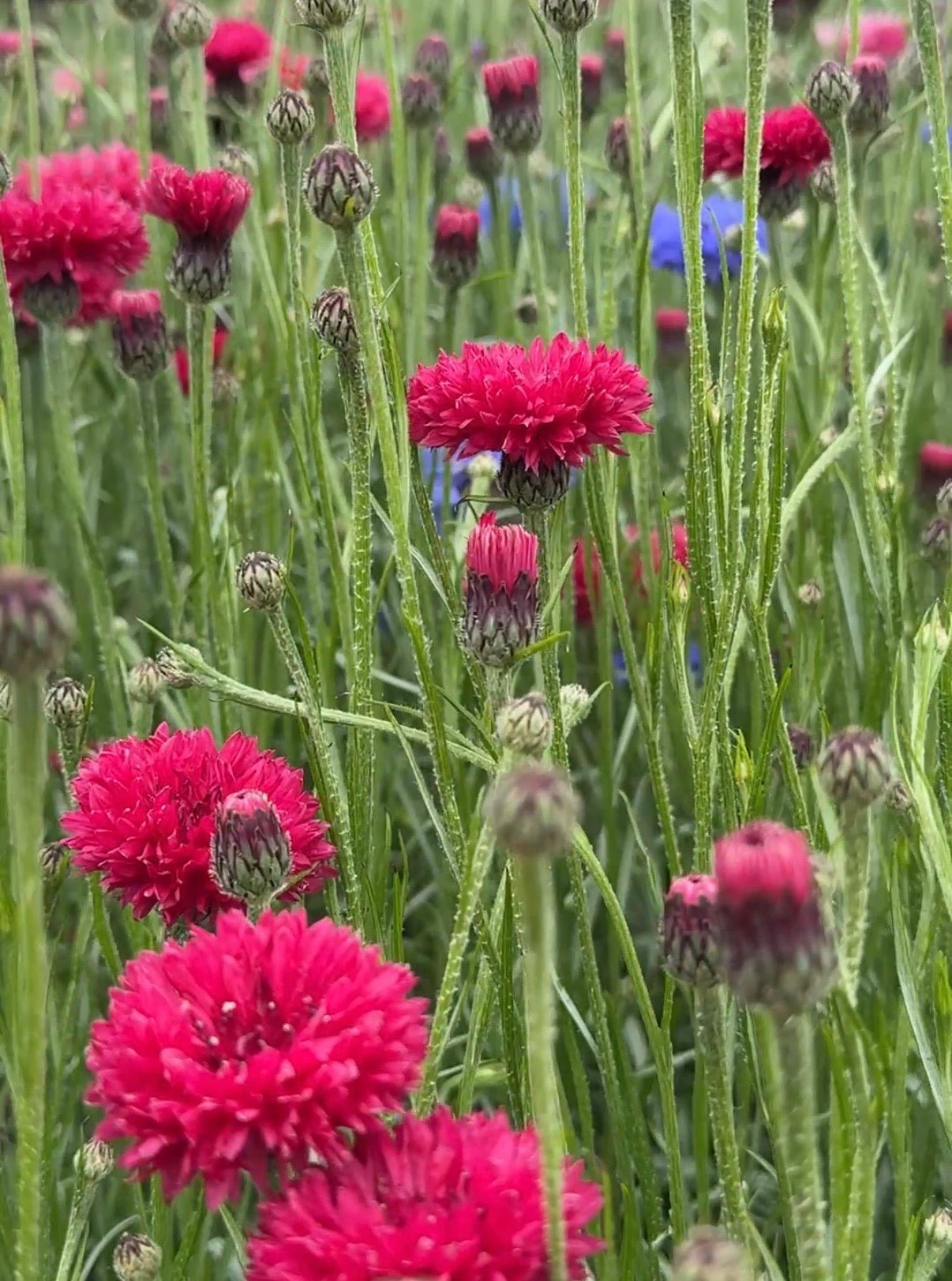 Cornflower Red Boy - REGN