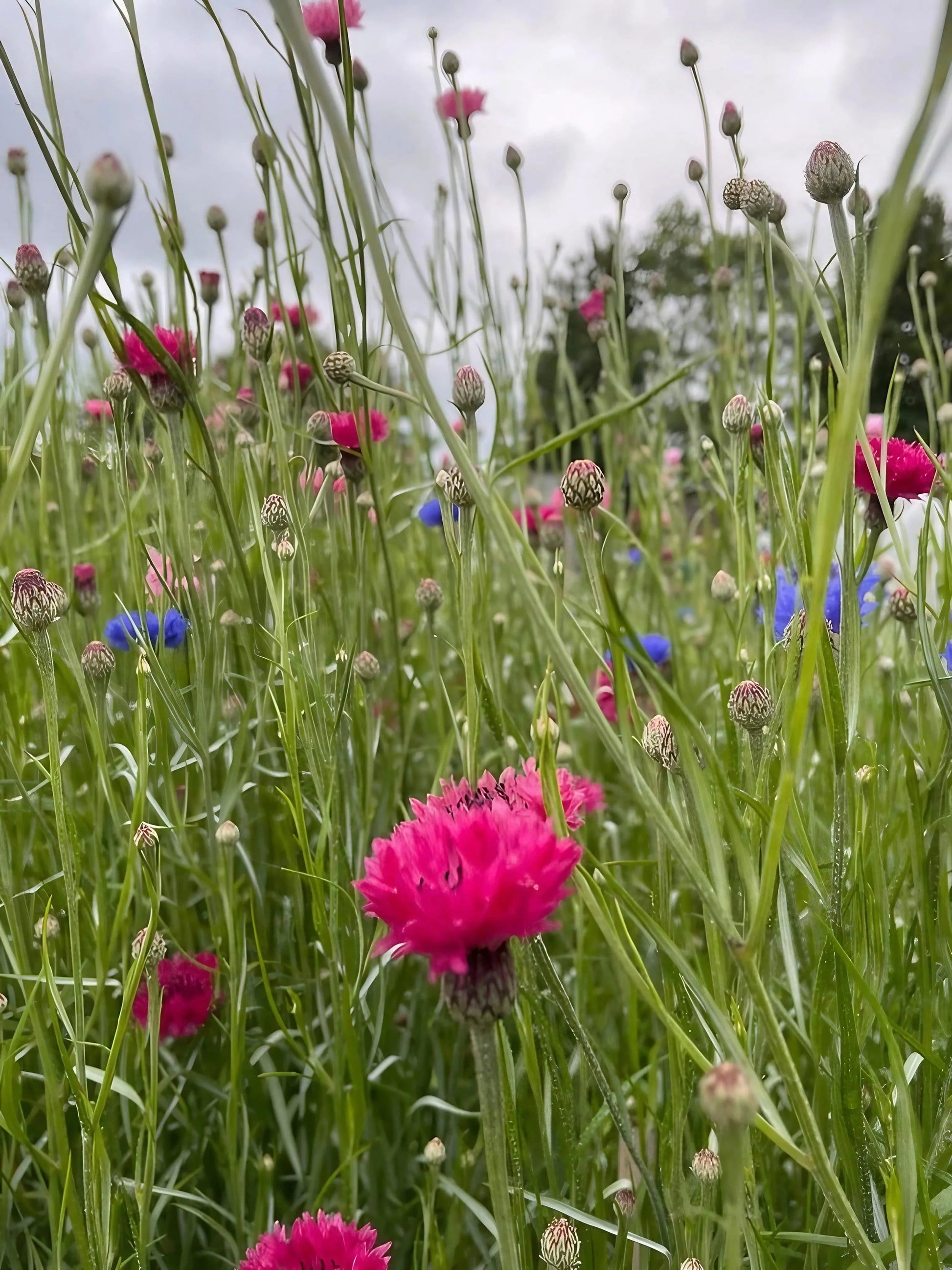 Cornflower Red Boy - REGN
