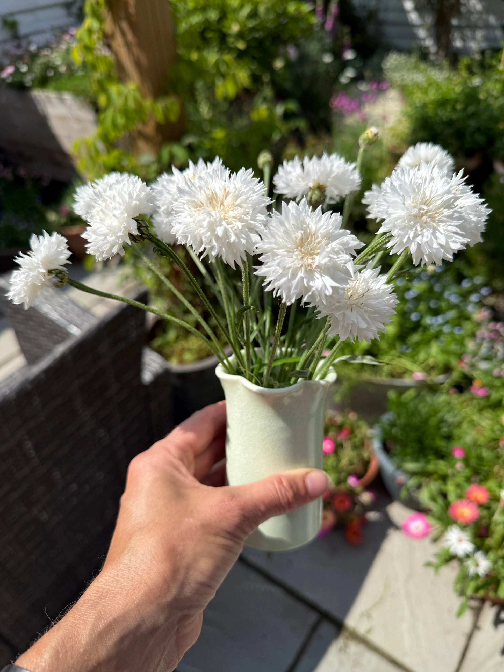 Cornflower Snowman - REGN
