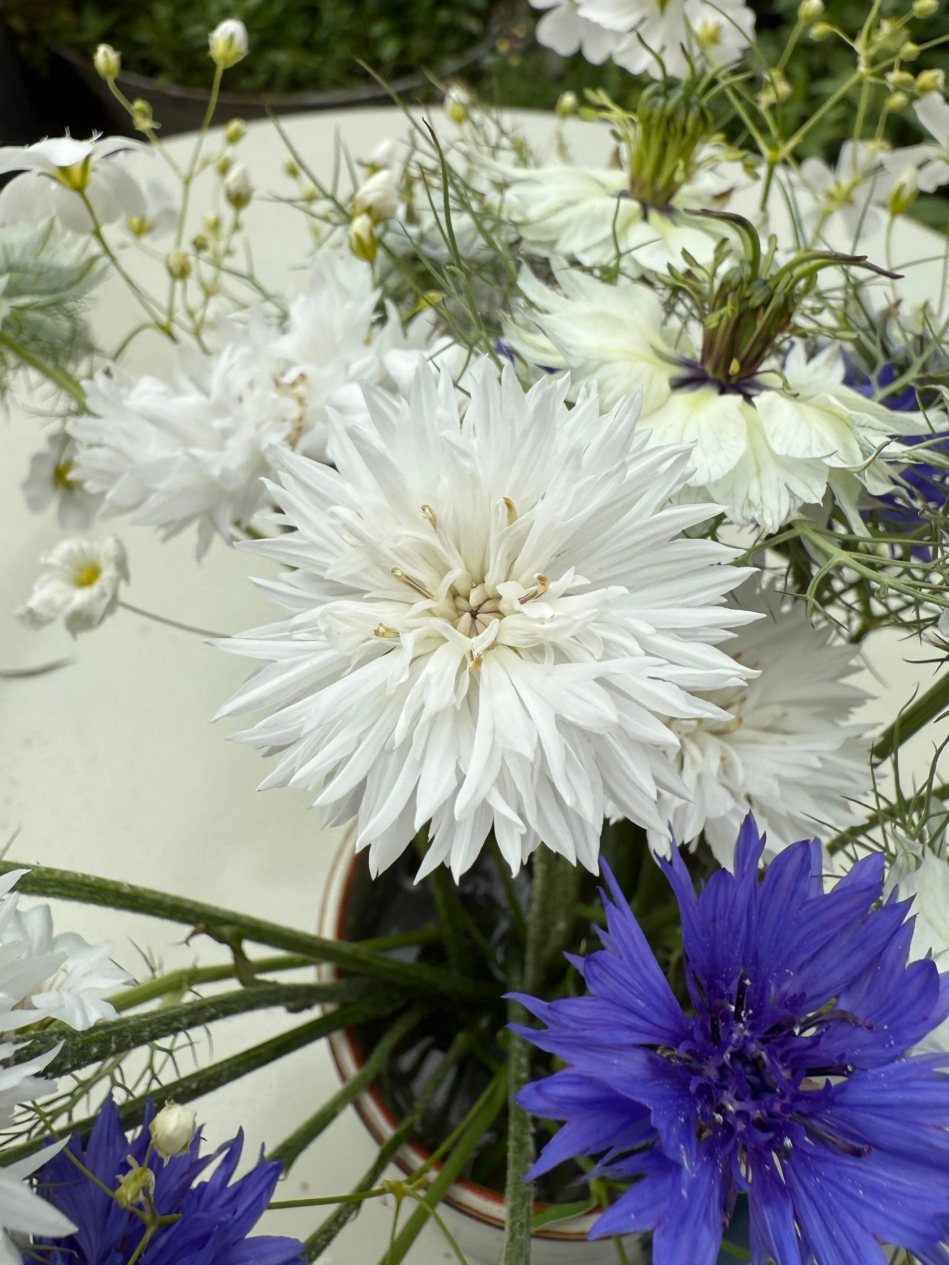 Cornflower Snowman - REGN