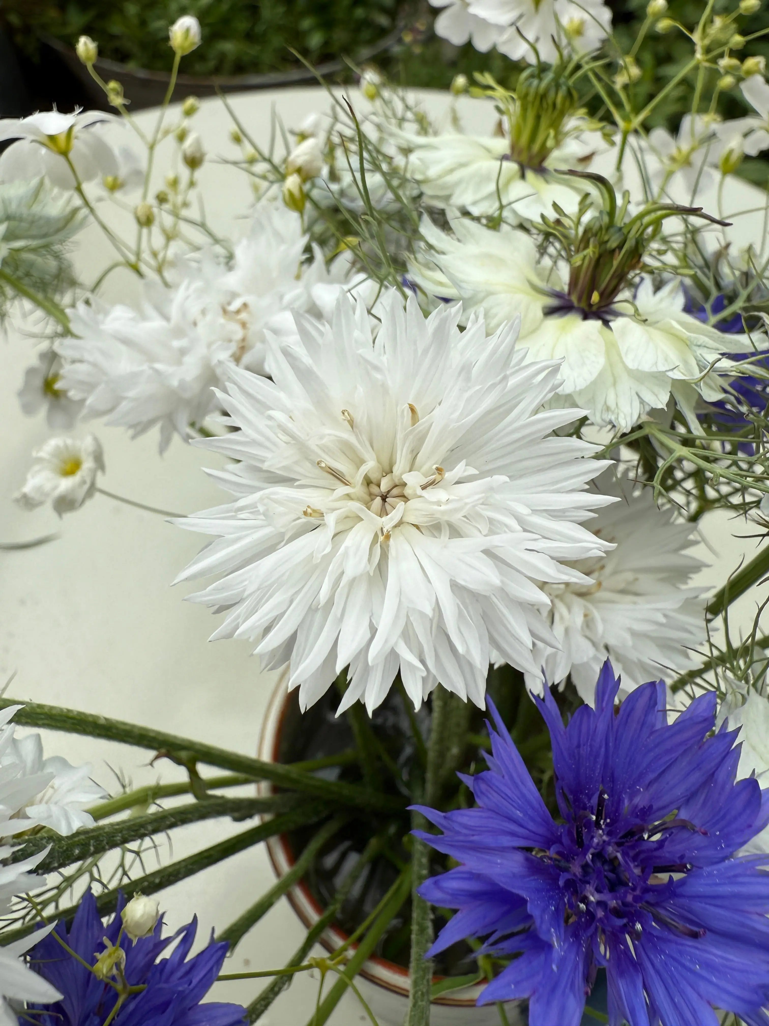 Cornflower Snowman - REGN