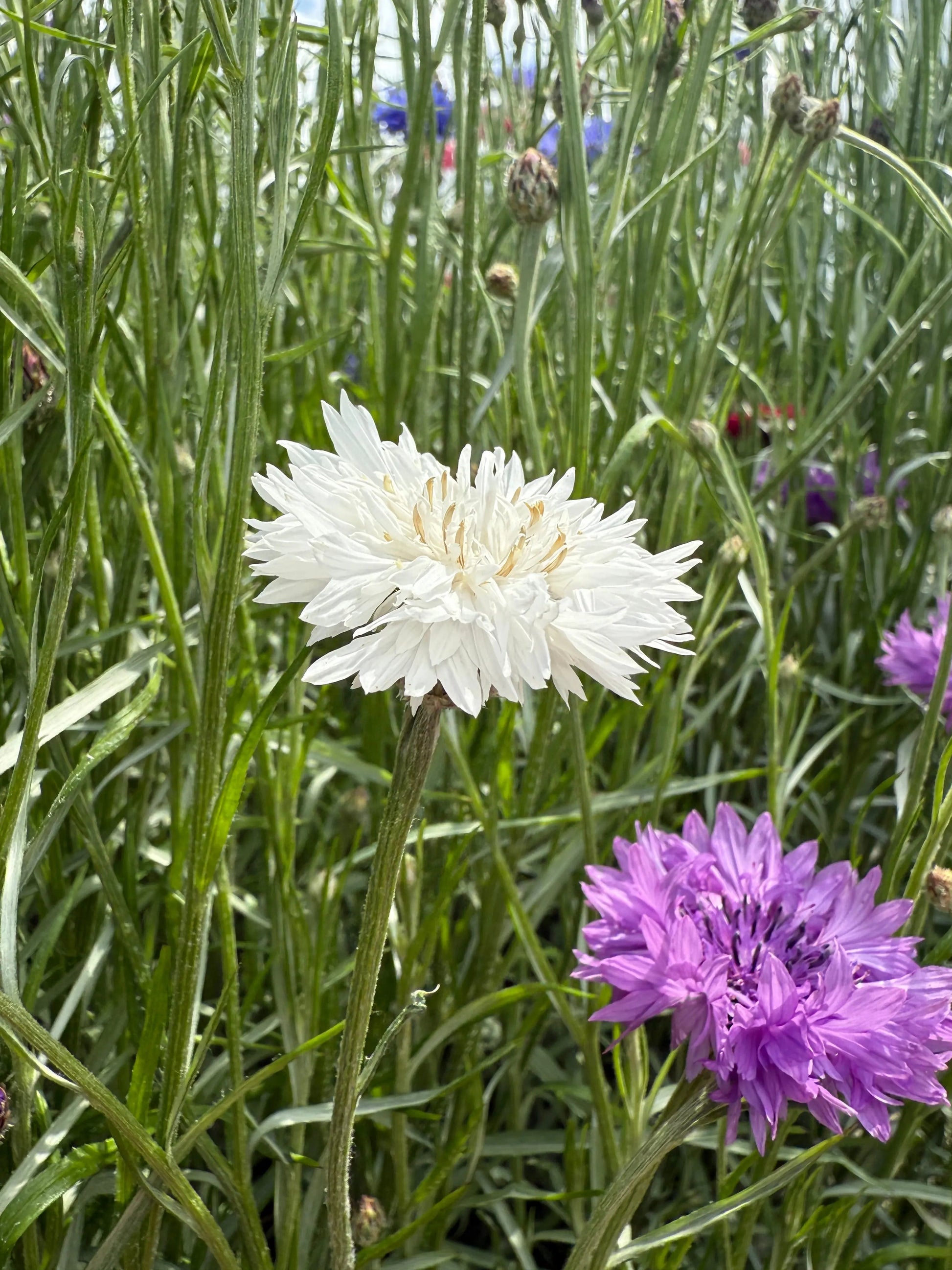 Cornflower Snowman - REGN