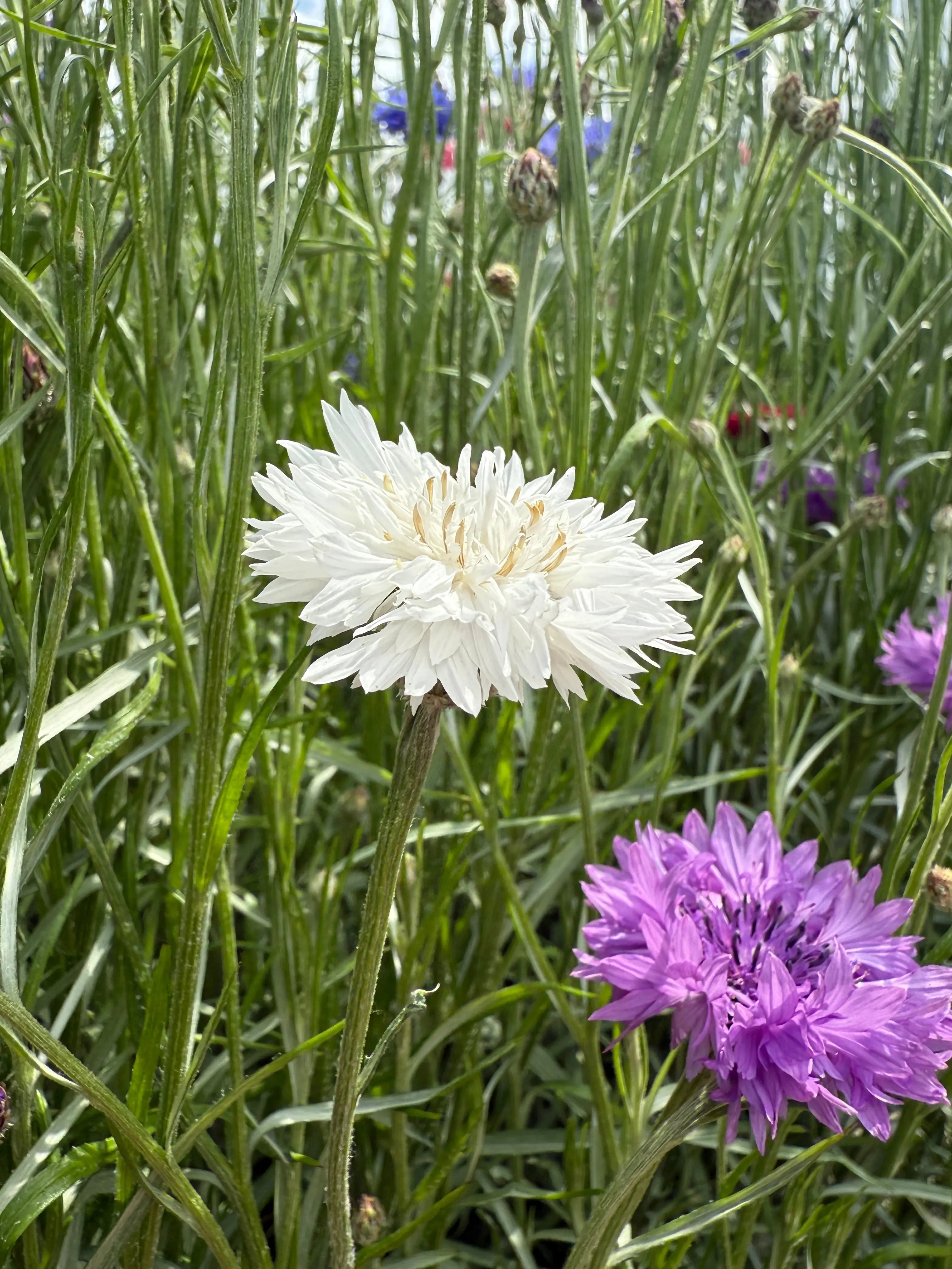 Cornflower Snowman - REGN