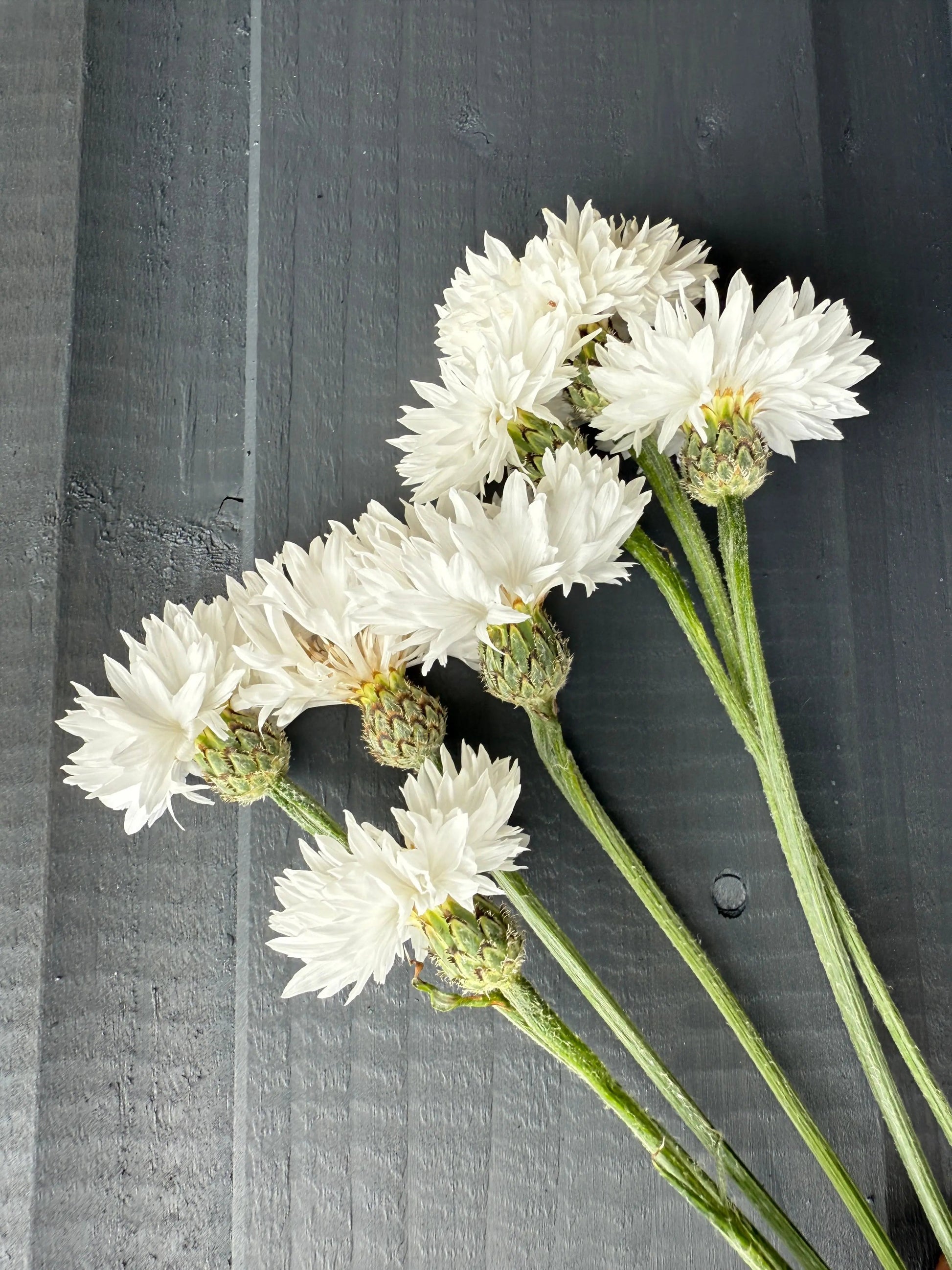 Cornflower Snowman - REGN
