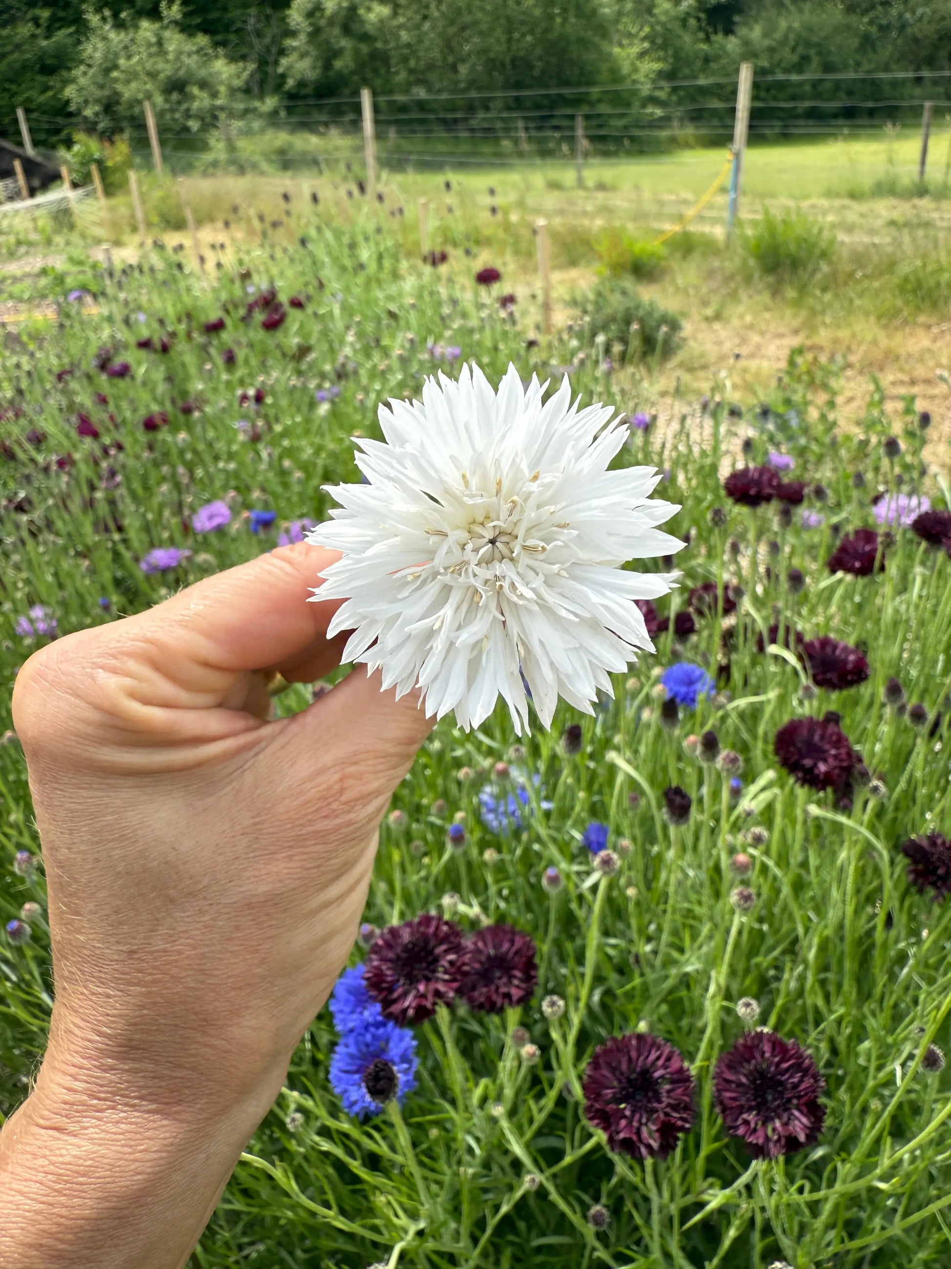 Cornflower Snowman - REGN