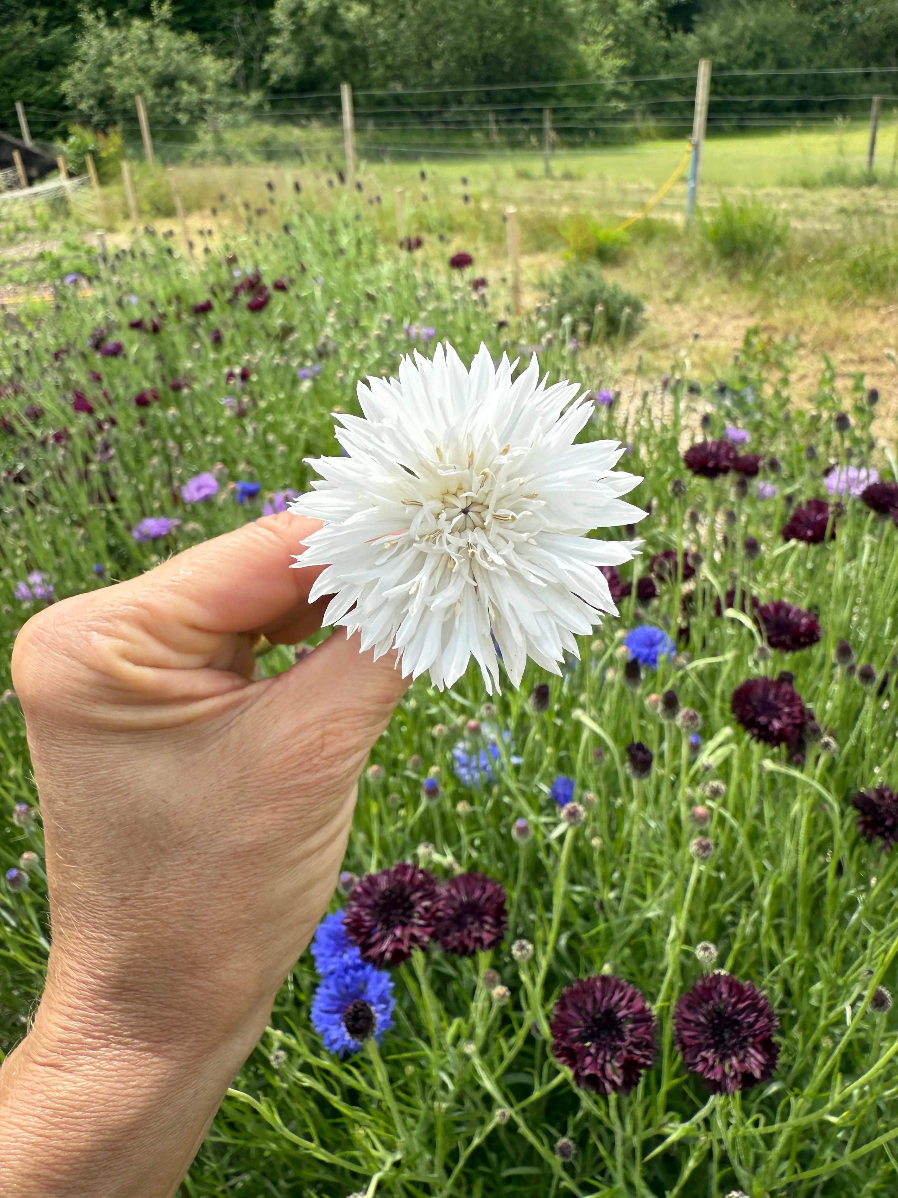 Cornflower Snowman - REGN