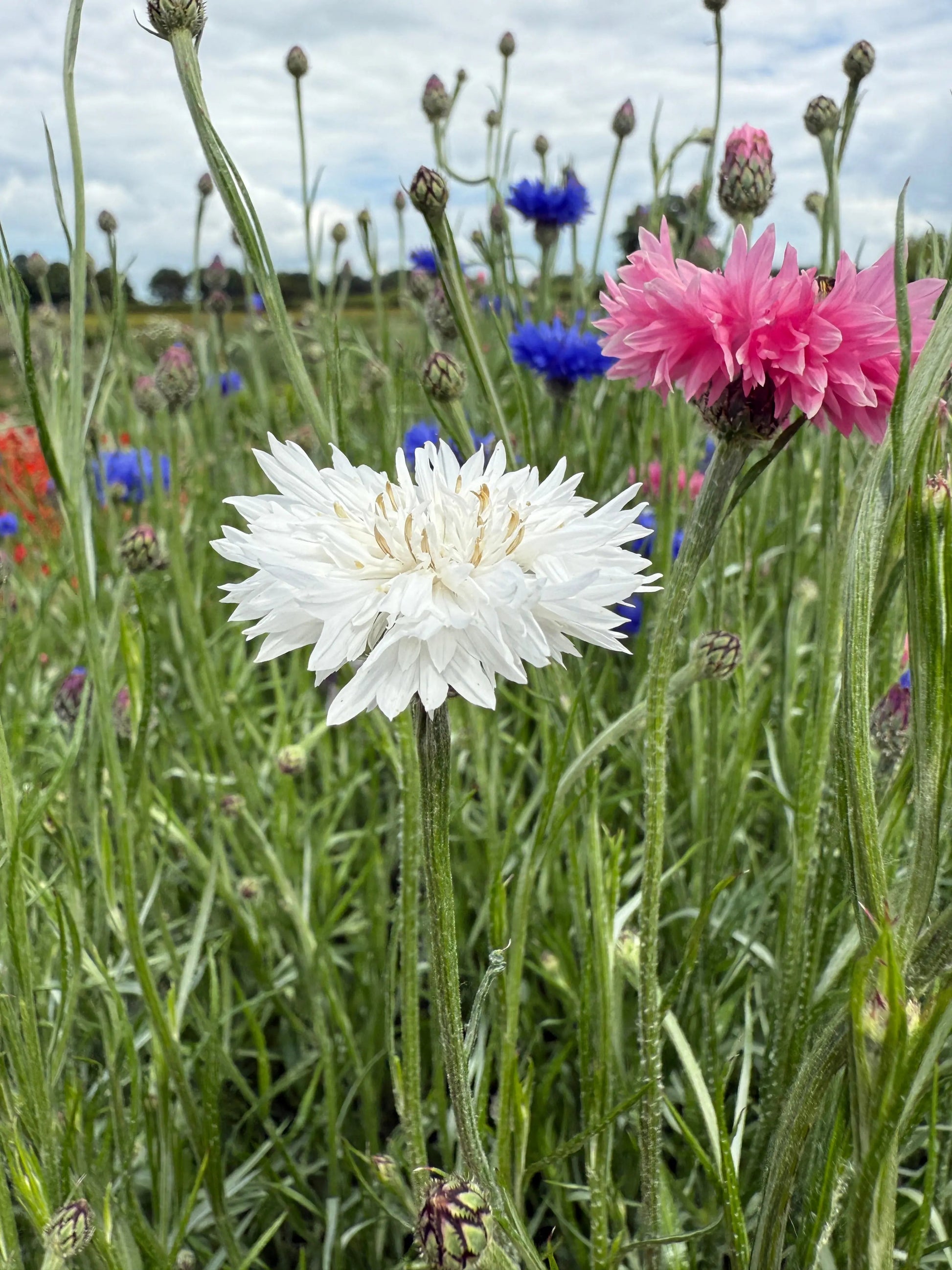 Cornflower Snowman - REGN