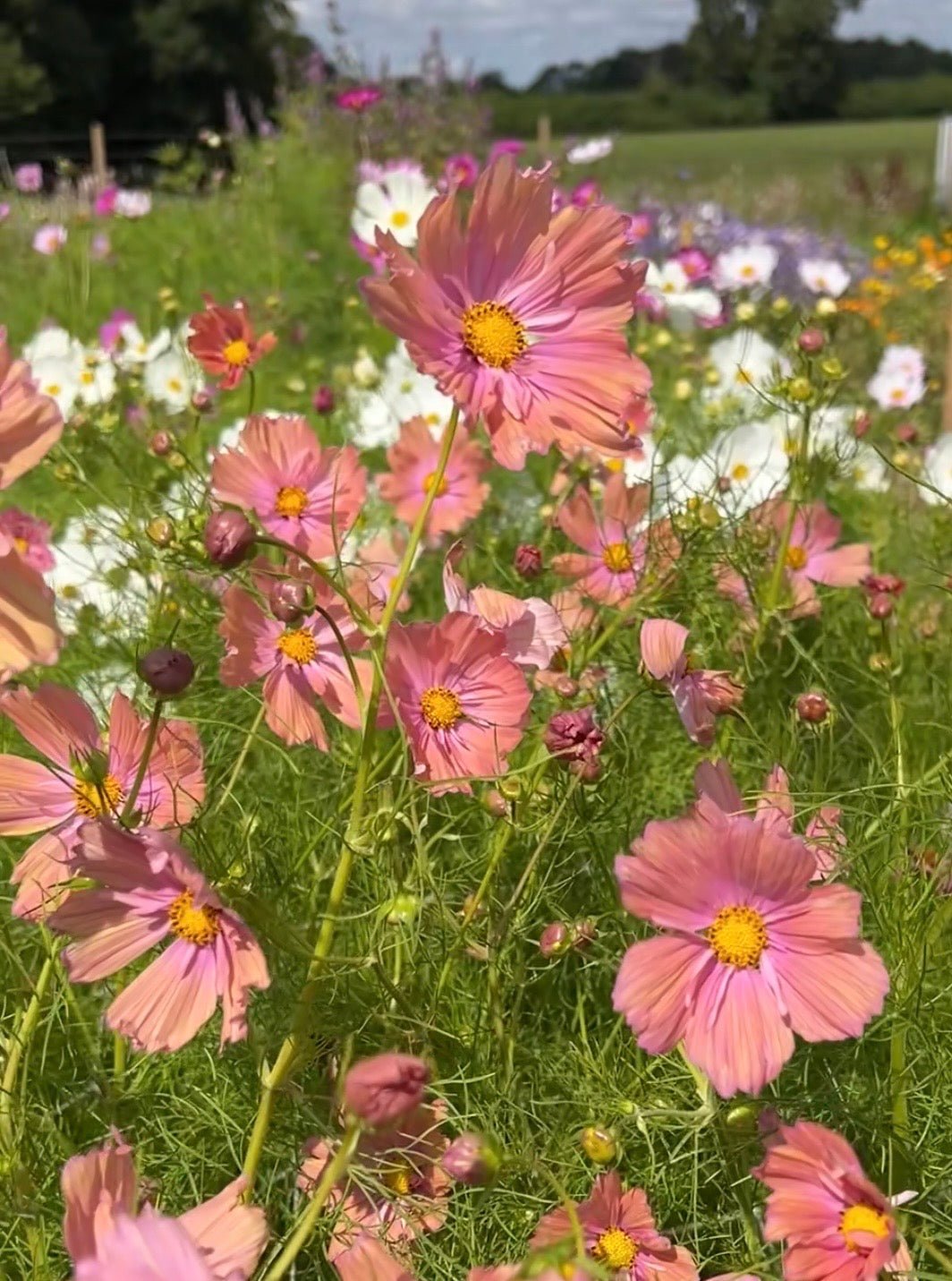 Cosmos Apricotta - REGN