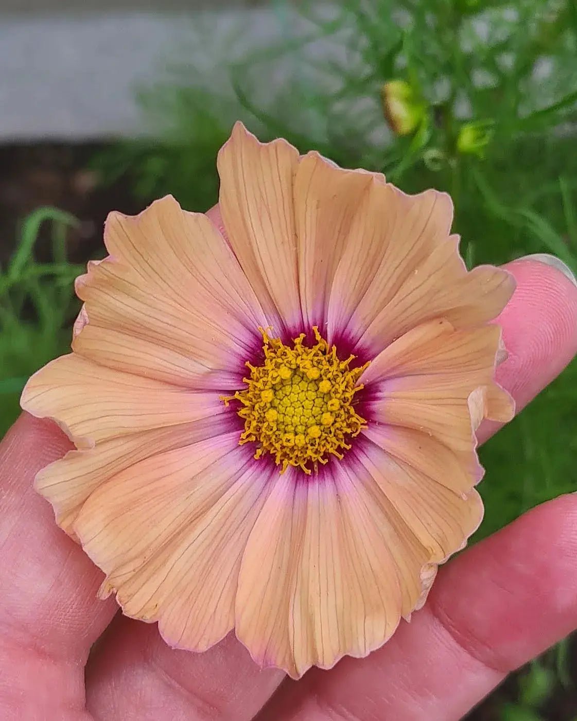 Cosmos Apricotta - REGN