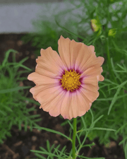 Cosmos Apricotta - REGN
