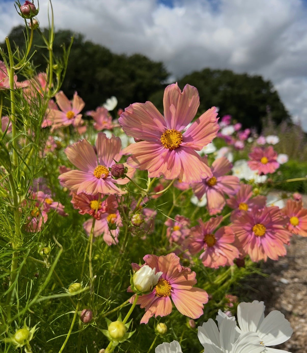 Cosmos Apricotta - REGN