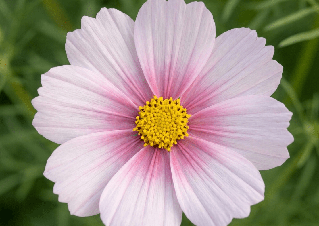 Cosmos Daydream - REGN