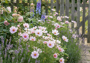 Cosmos Daydream - REGN