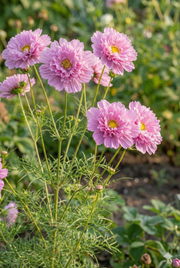 Cosmos Double Click Rose Bon Bon - REGN