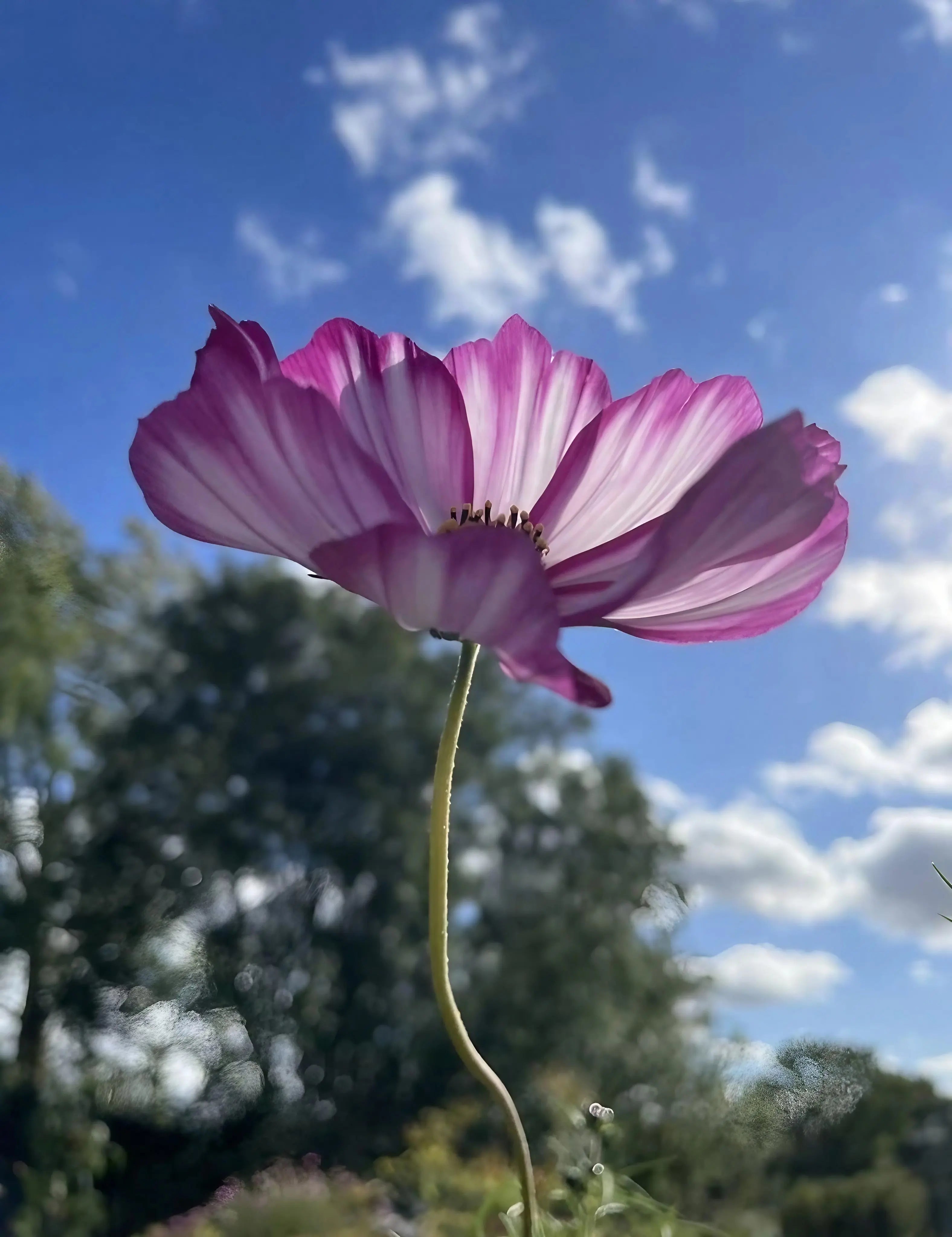 Cosmos Fizzy Rose - REGN
