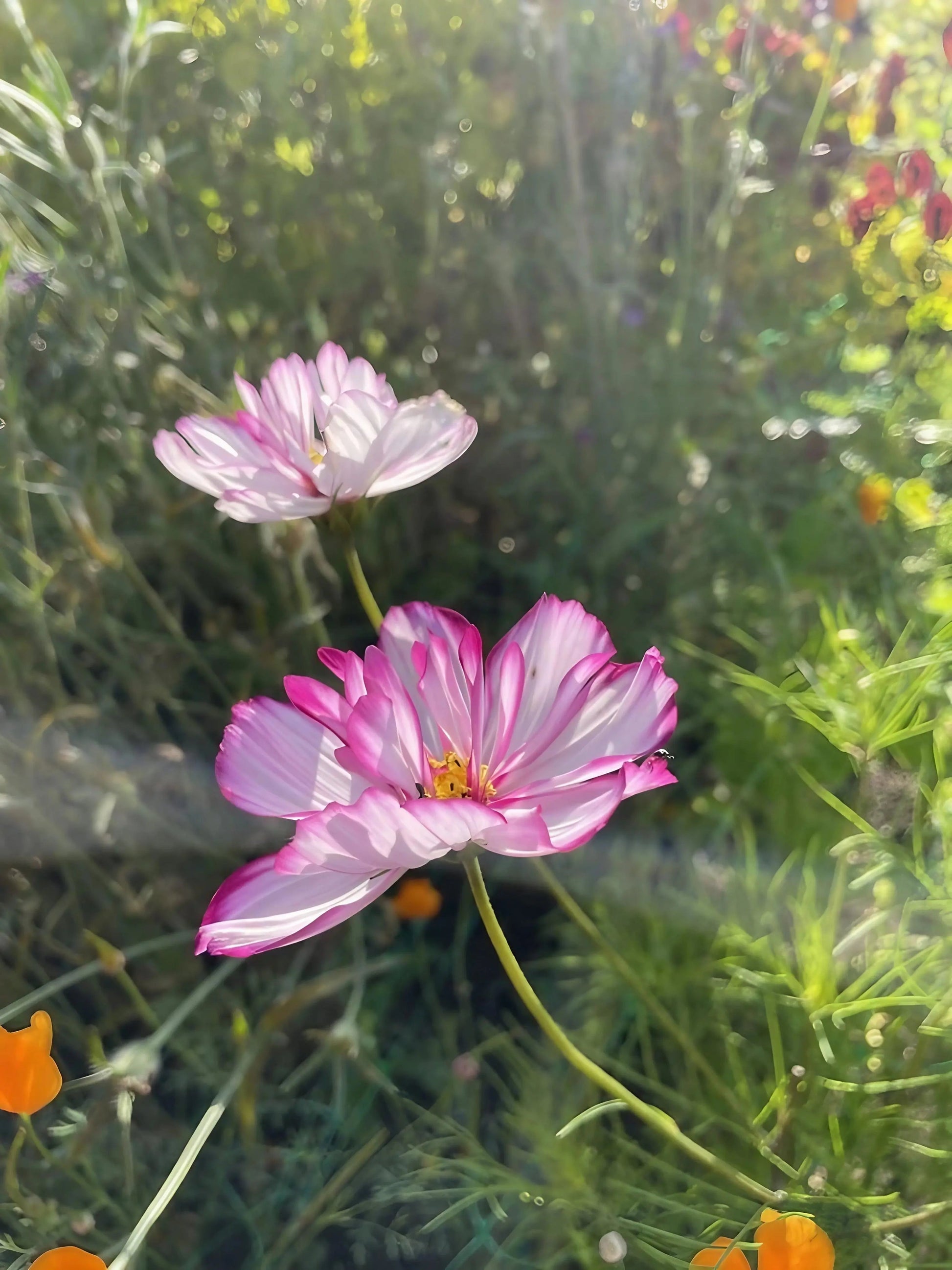 Cosmos Fizzy Rose - REGN