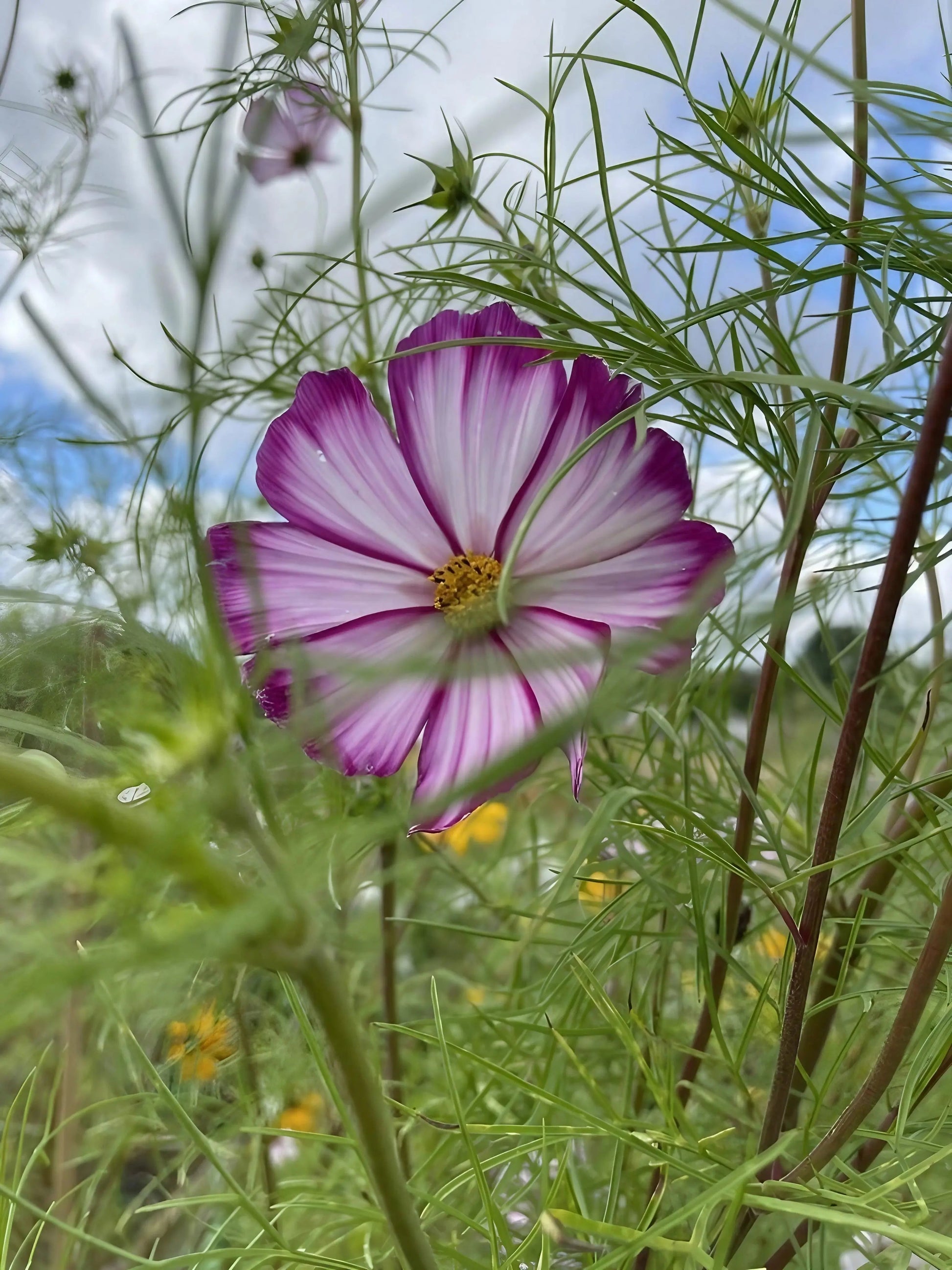 Cosmos Fizzy Rose - REGN