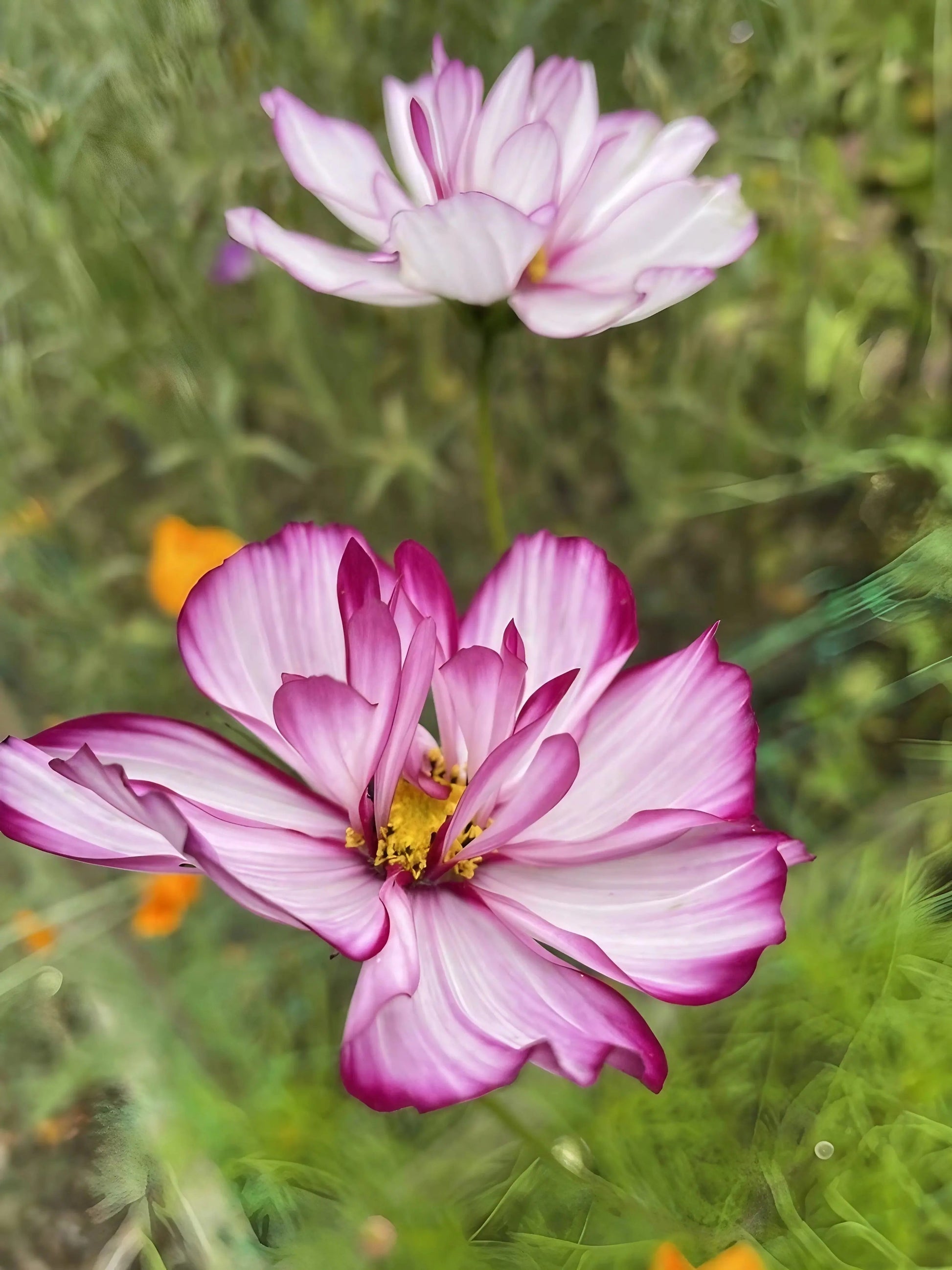 Cosmos Fizzy Rose - REGN