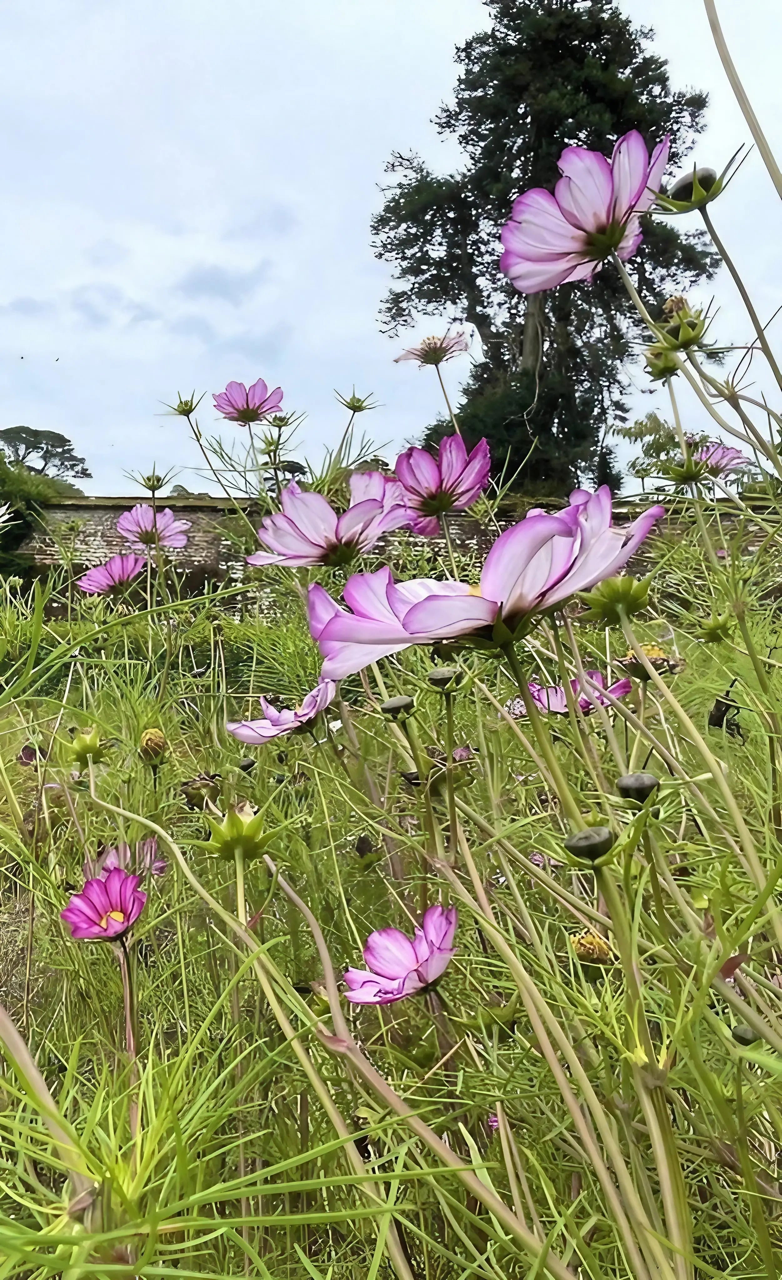 Cosmos Fizzy Rose - REGN