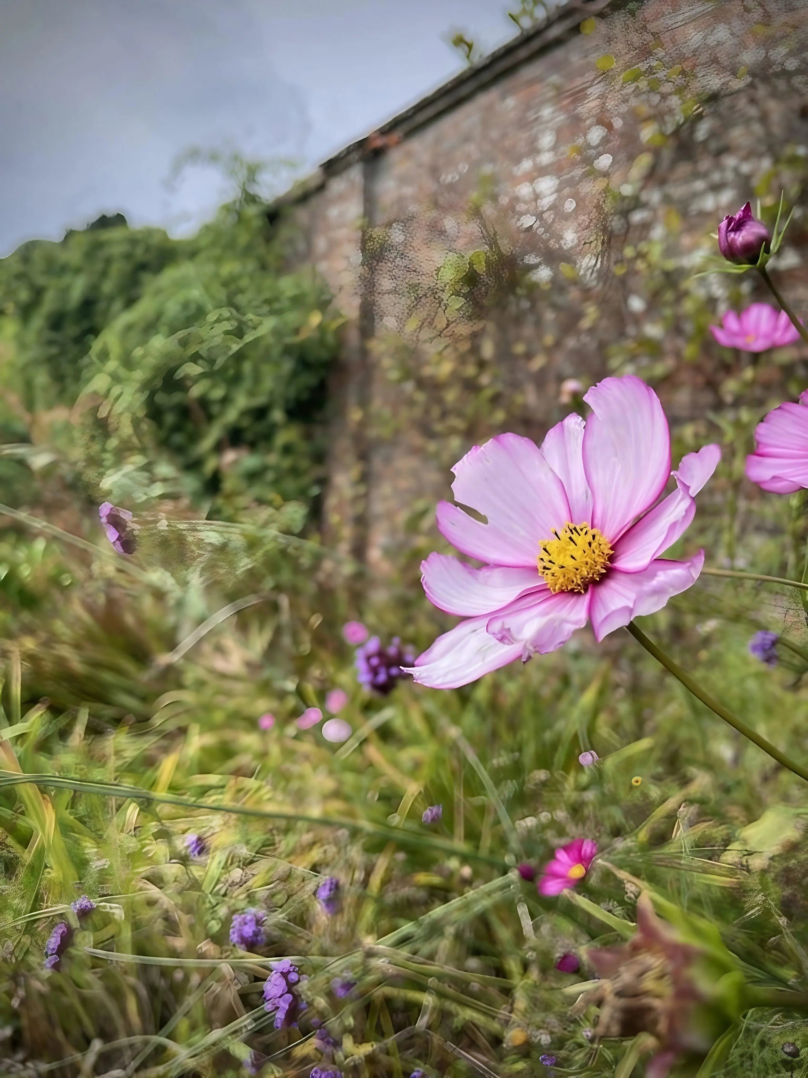 Cosmos Fizzy Rose - REGN