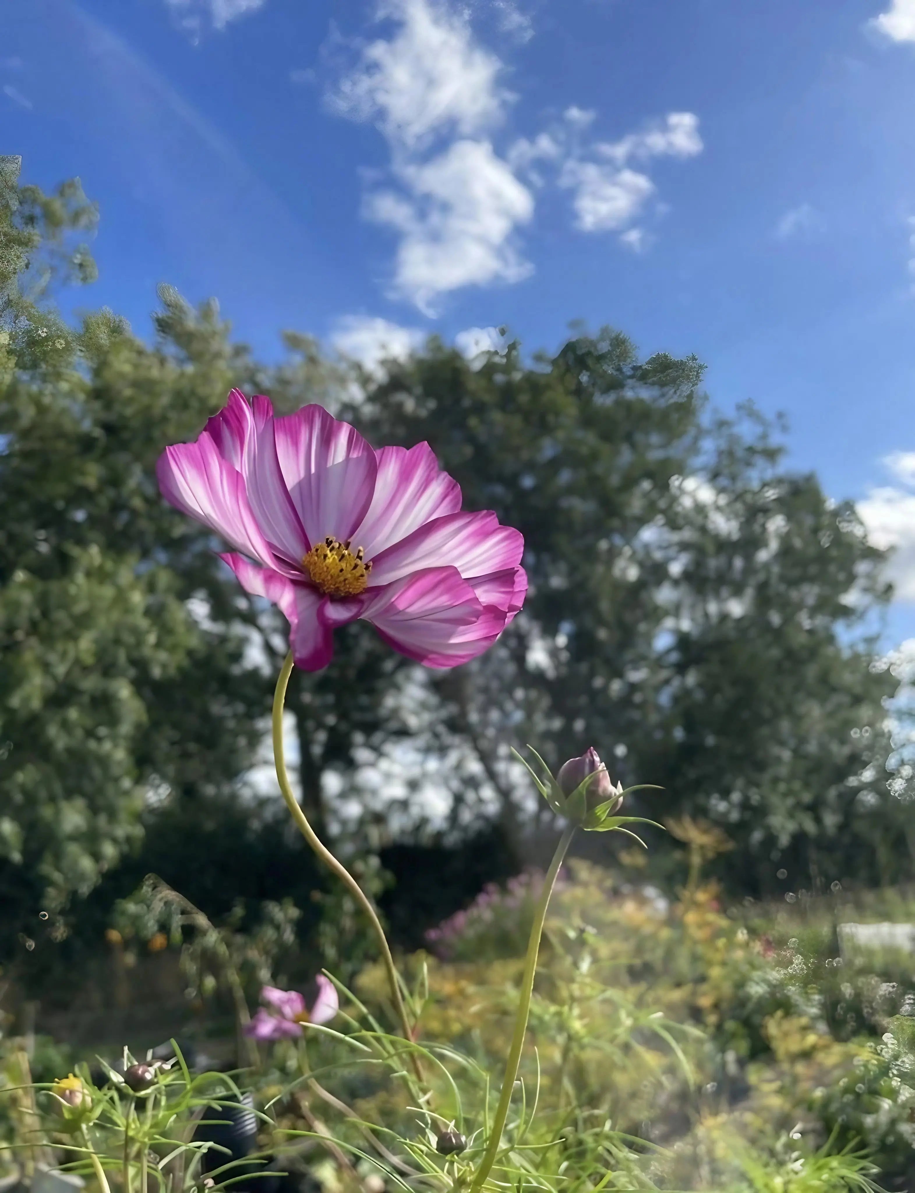 Cosmos Fizzy Rose - REGN