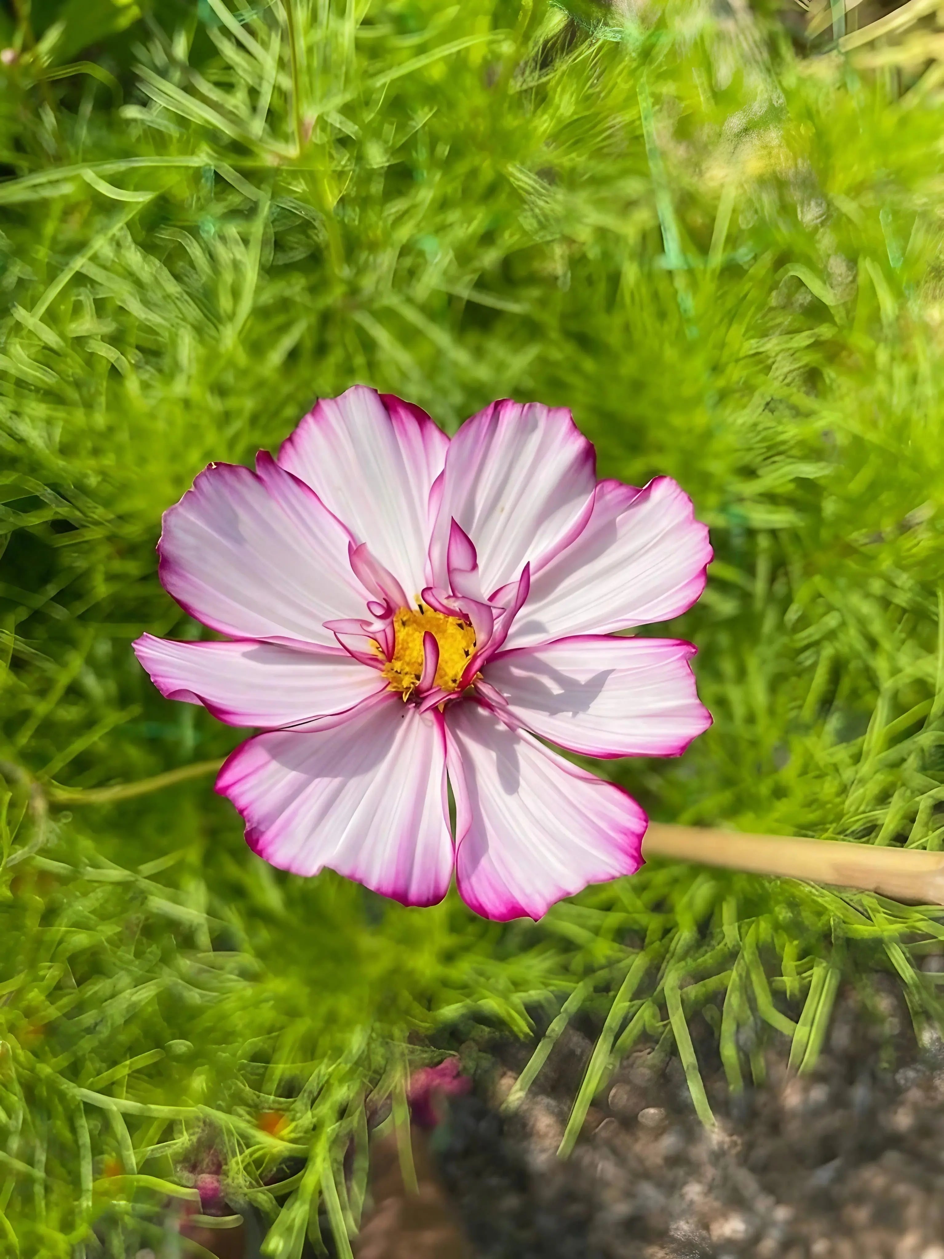 Cosmos Fizzy Rose - REGN
