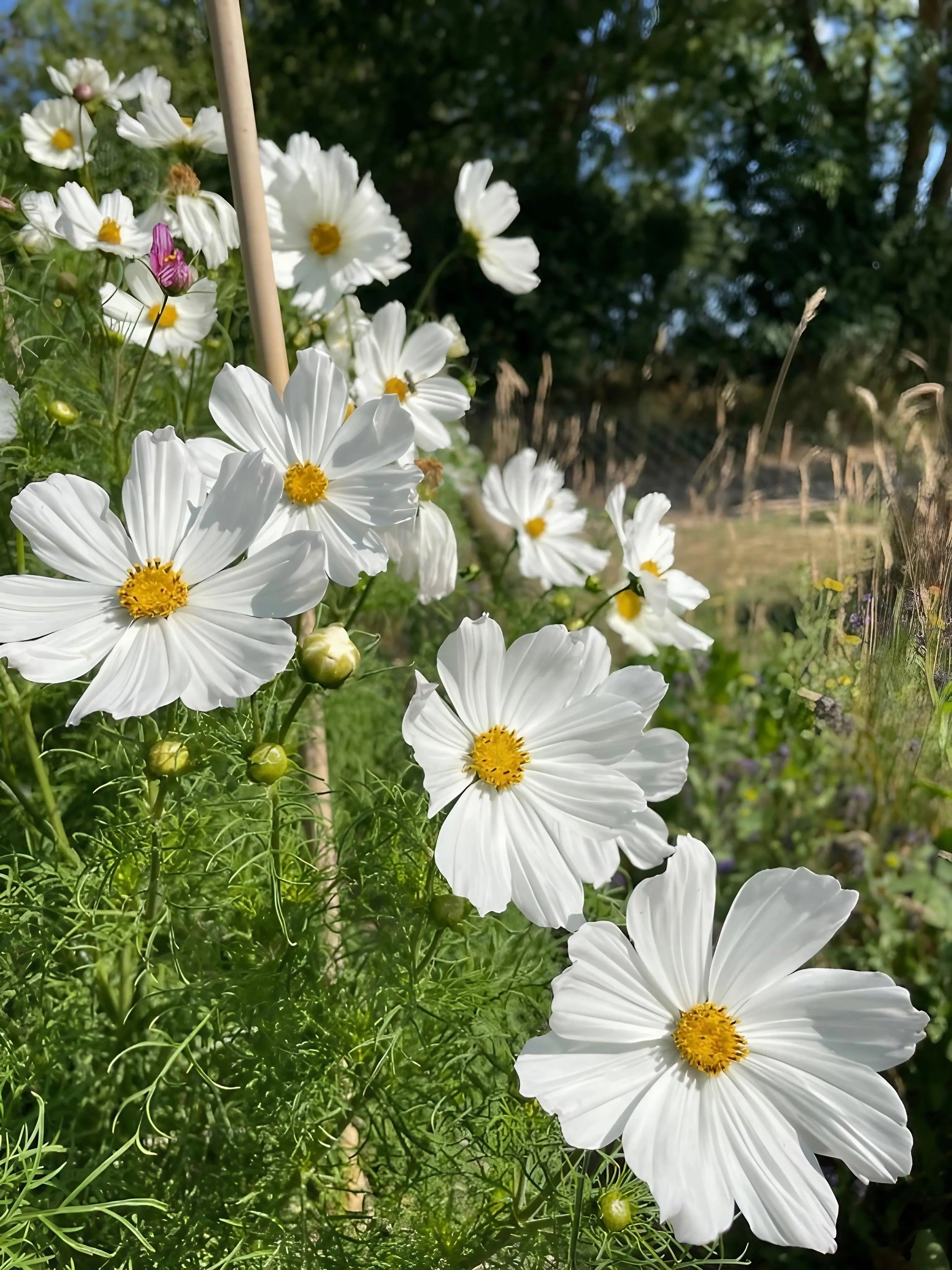 Cosmos Purity - REGN